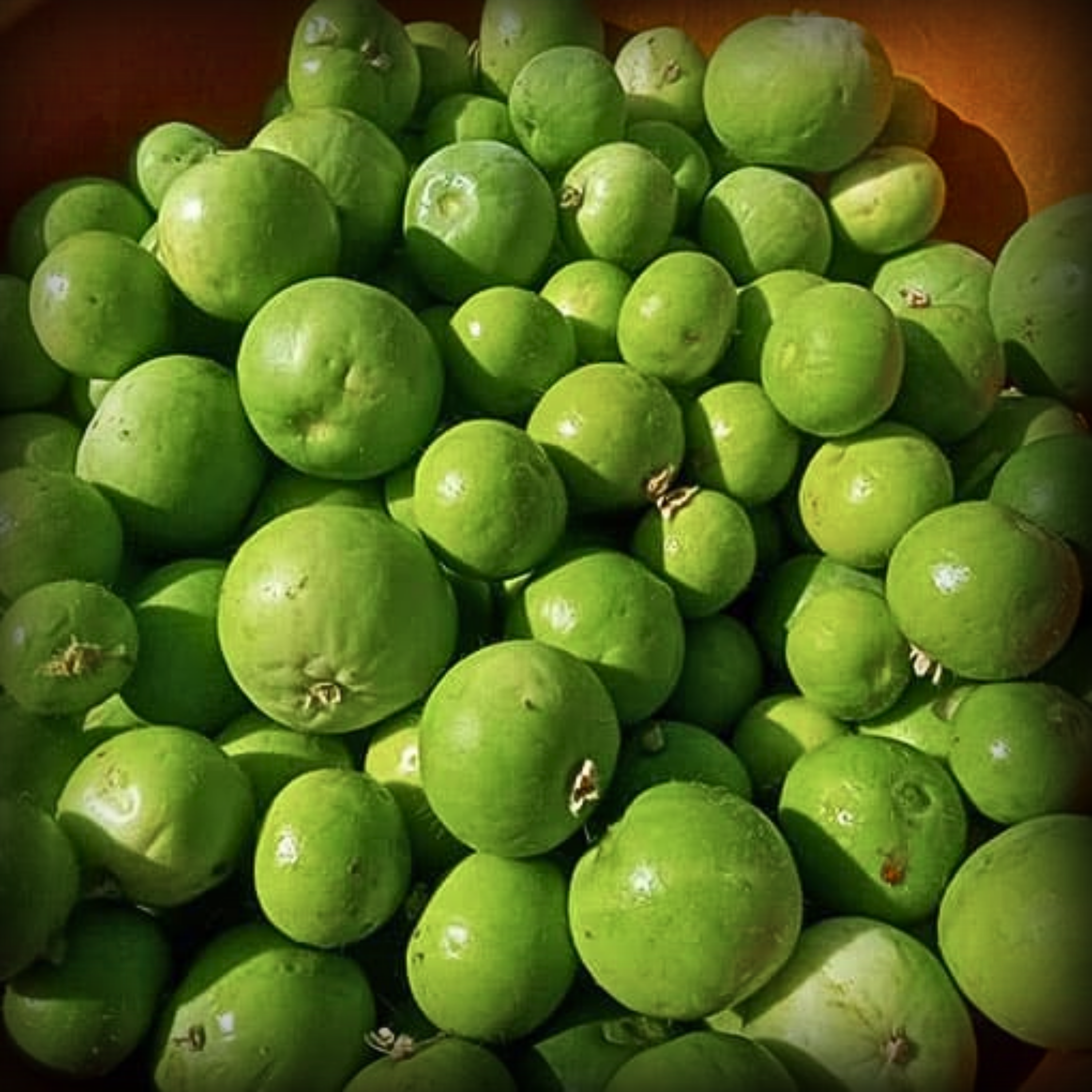 Hybrid Tinda Seeds - 10 Seeds