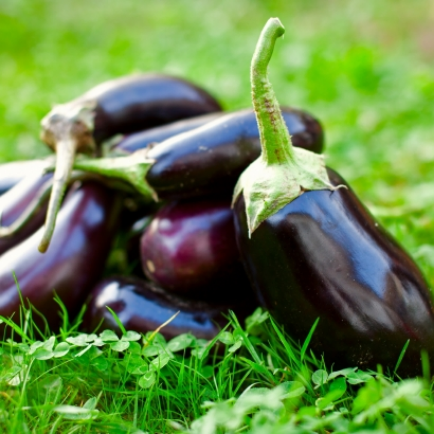 Brinjal Black Beauty Seeds - 50 Seeds