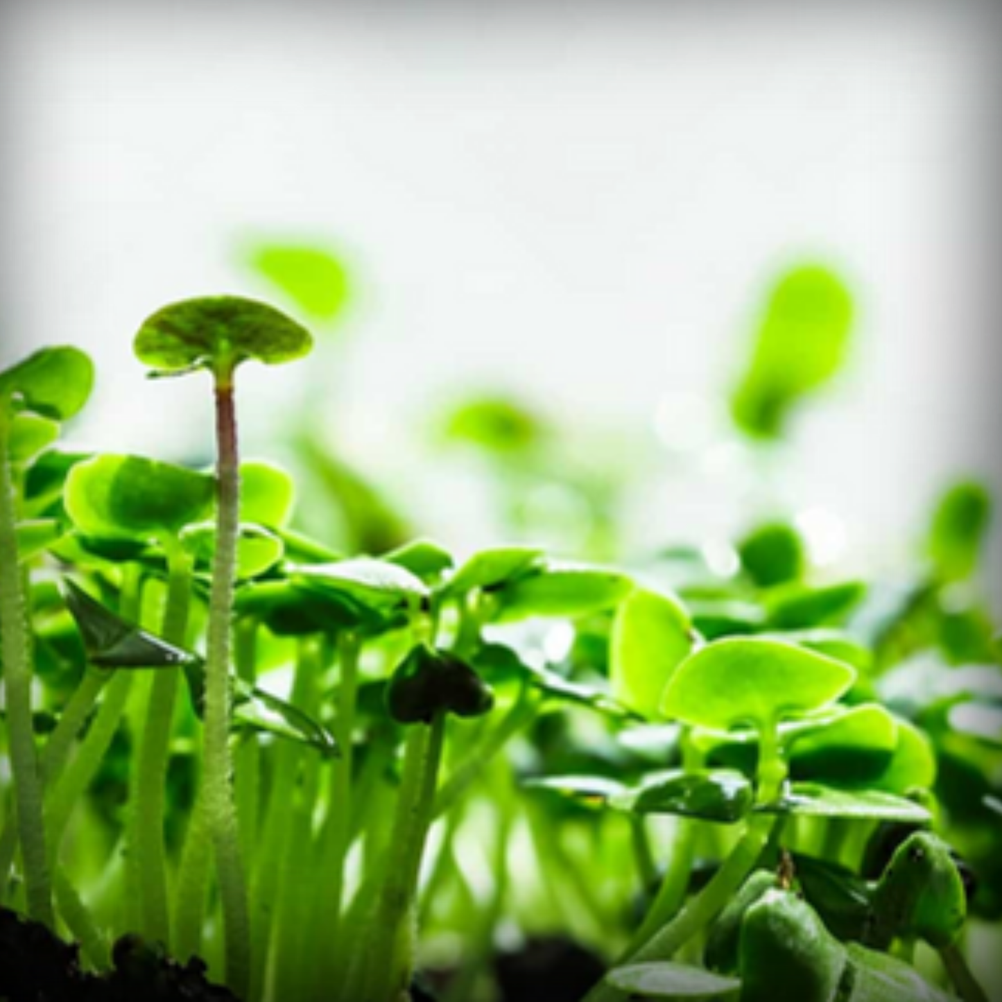 Basil Microgreen Seeds – 50g