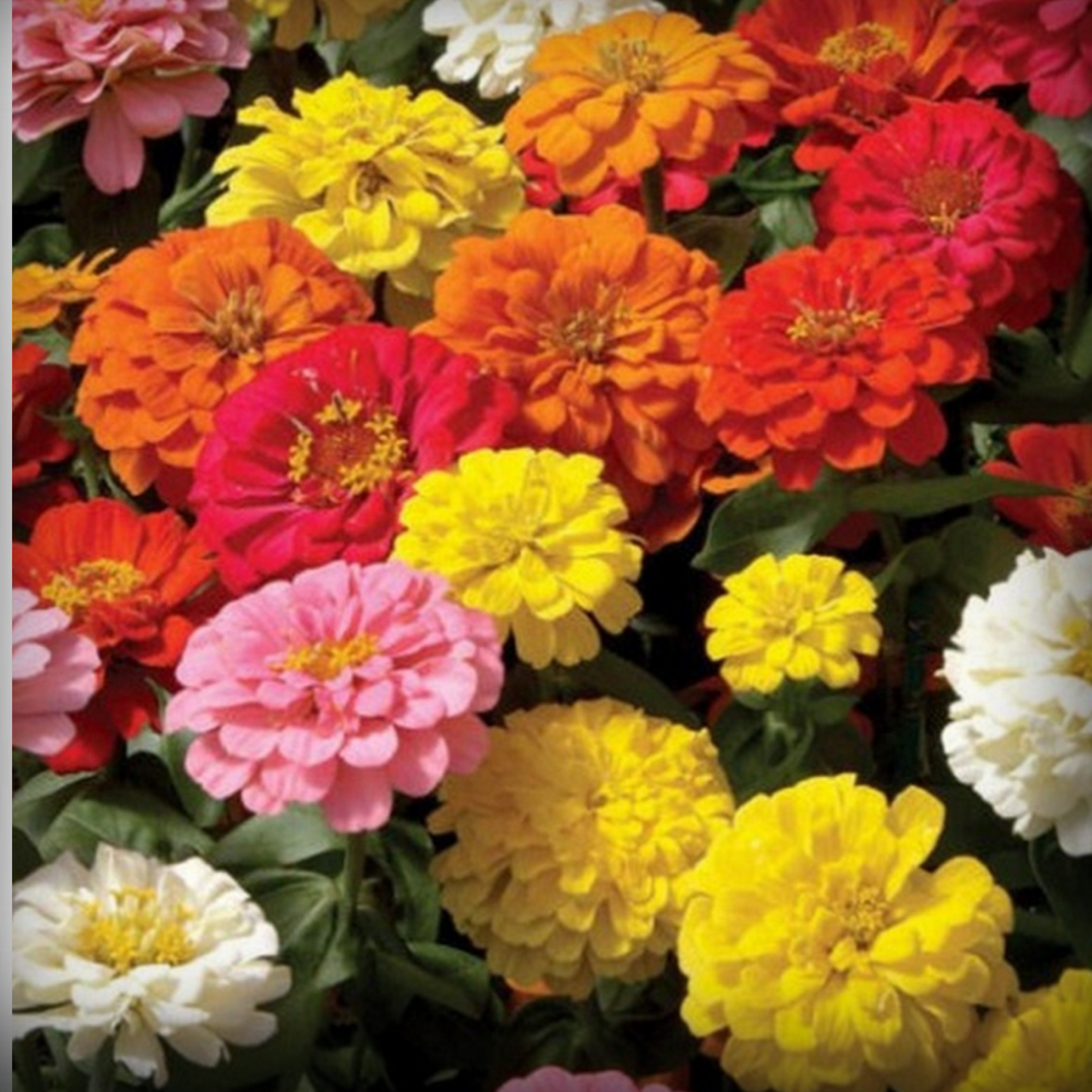 Zinnia Liliput– 50 Seeds