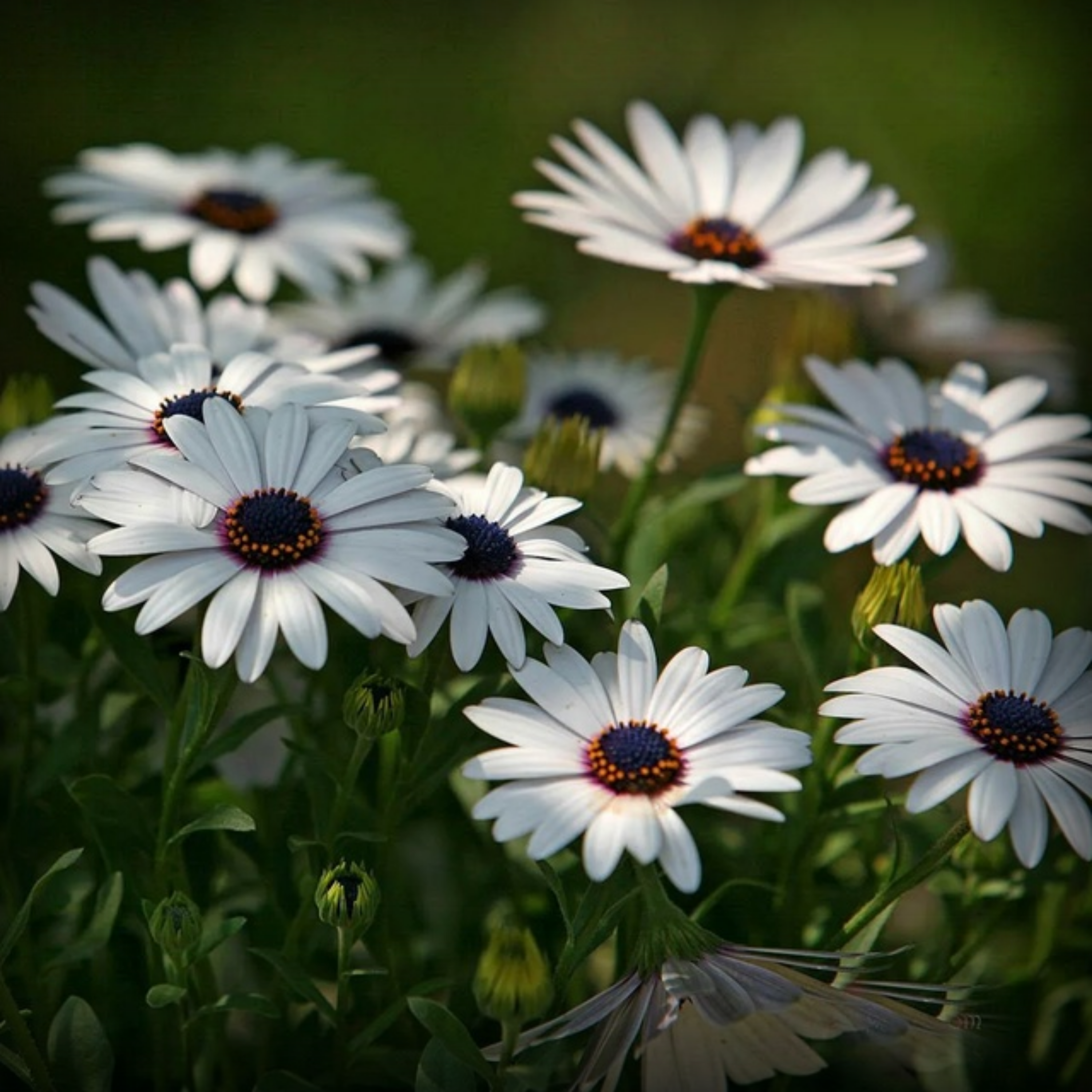 Dimorphoteca Seeds - 20 Seeds
