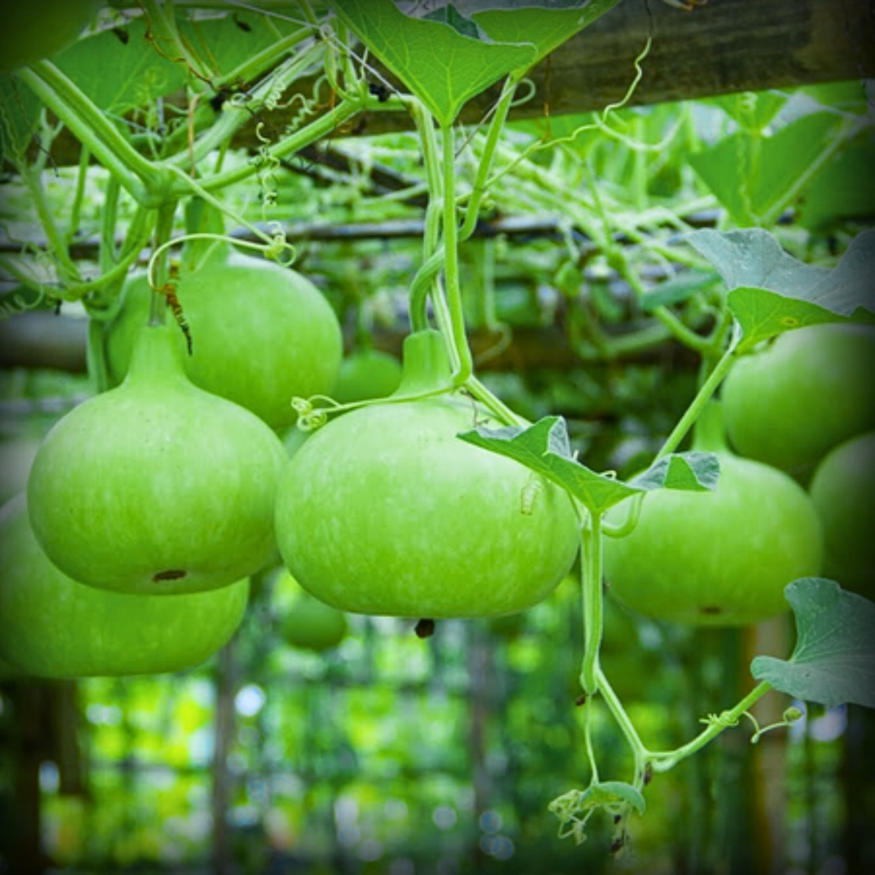 Hybrid Bottle Gourd Round Seeds - 10 Seeds
