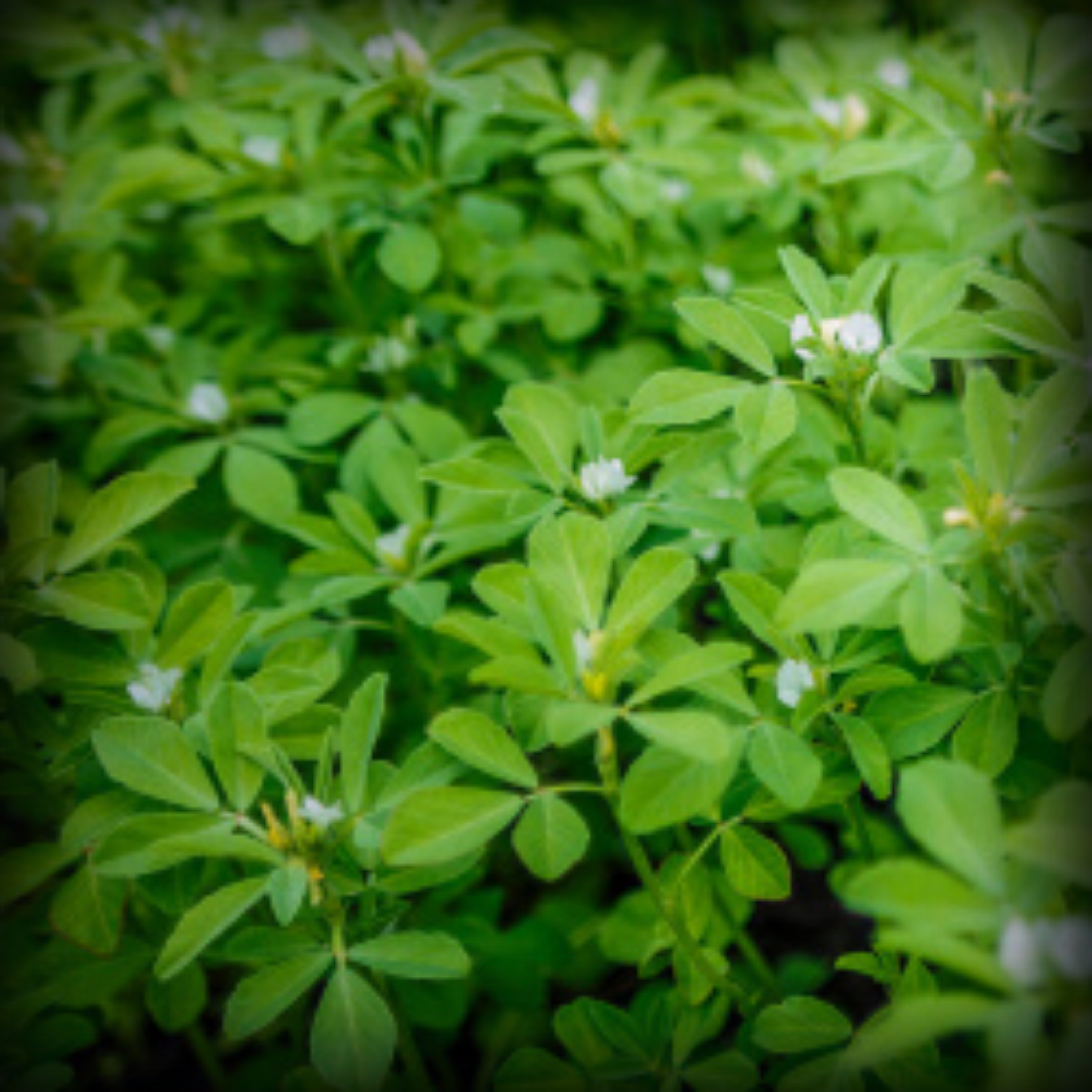 Fenugreek Seeds - 500 Seeds