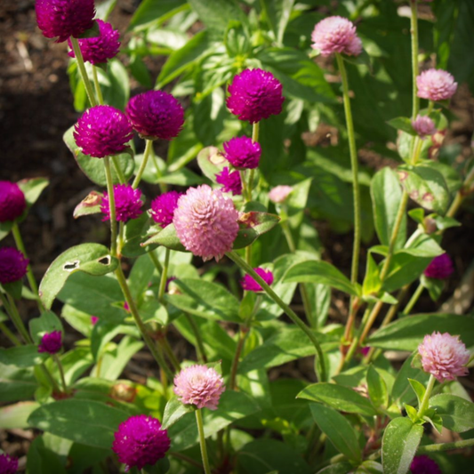 Gomphrena Seeds - 50 Seeds