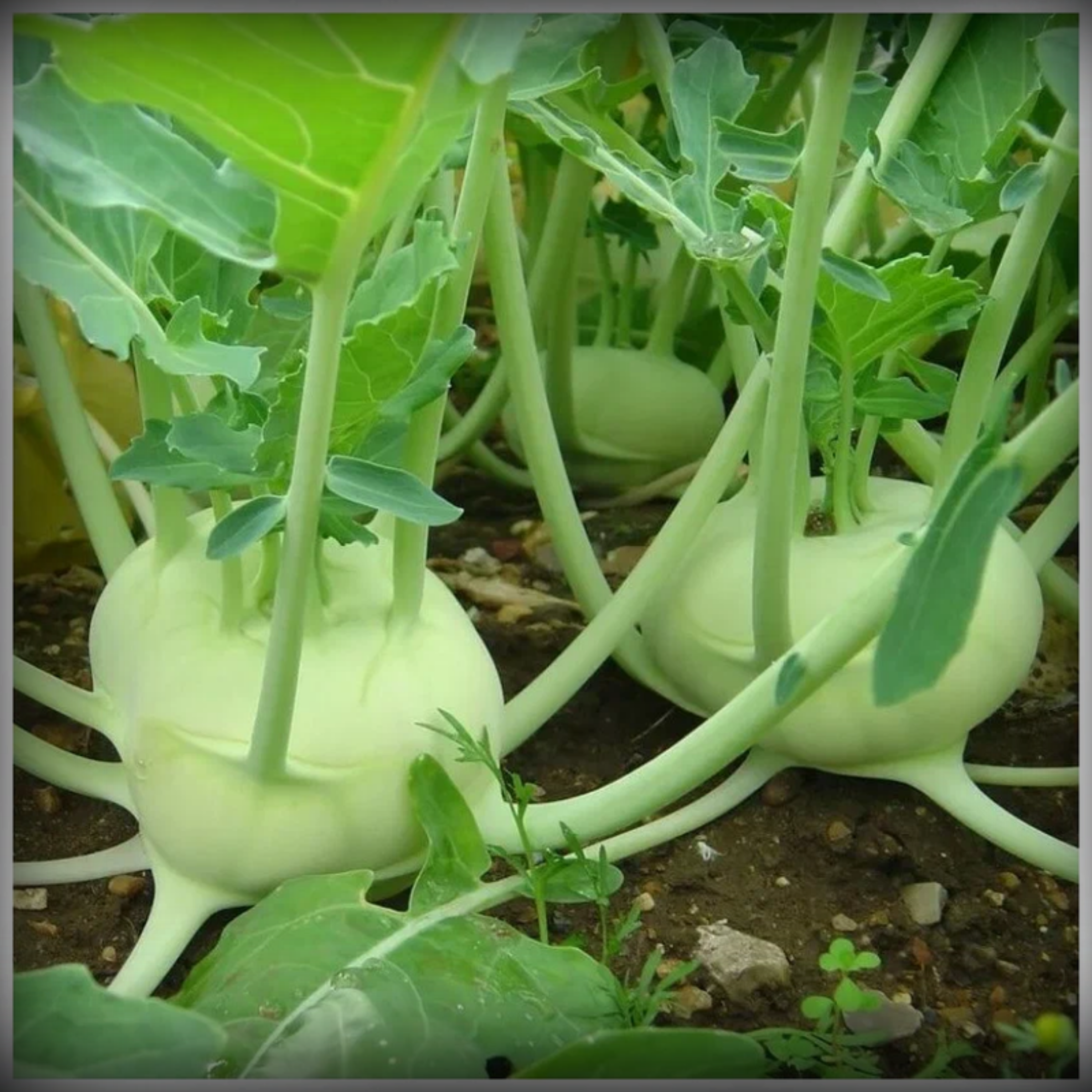 Knol Khol Seeds - 50 Seeds