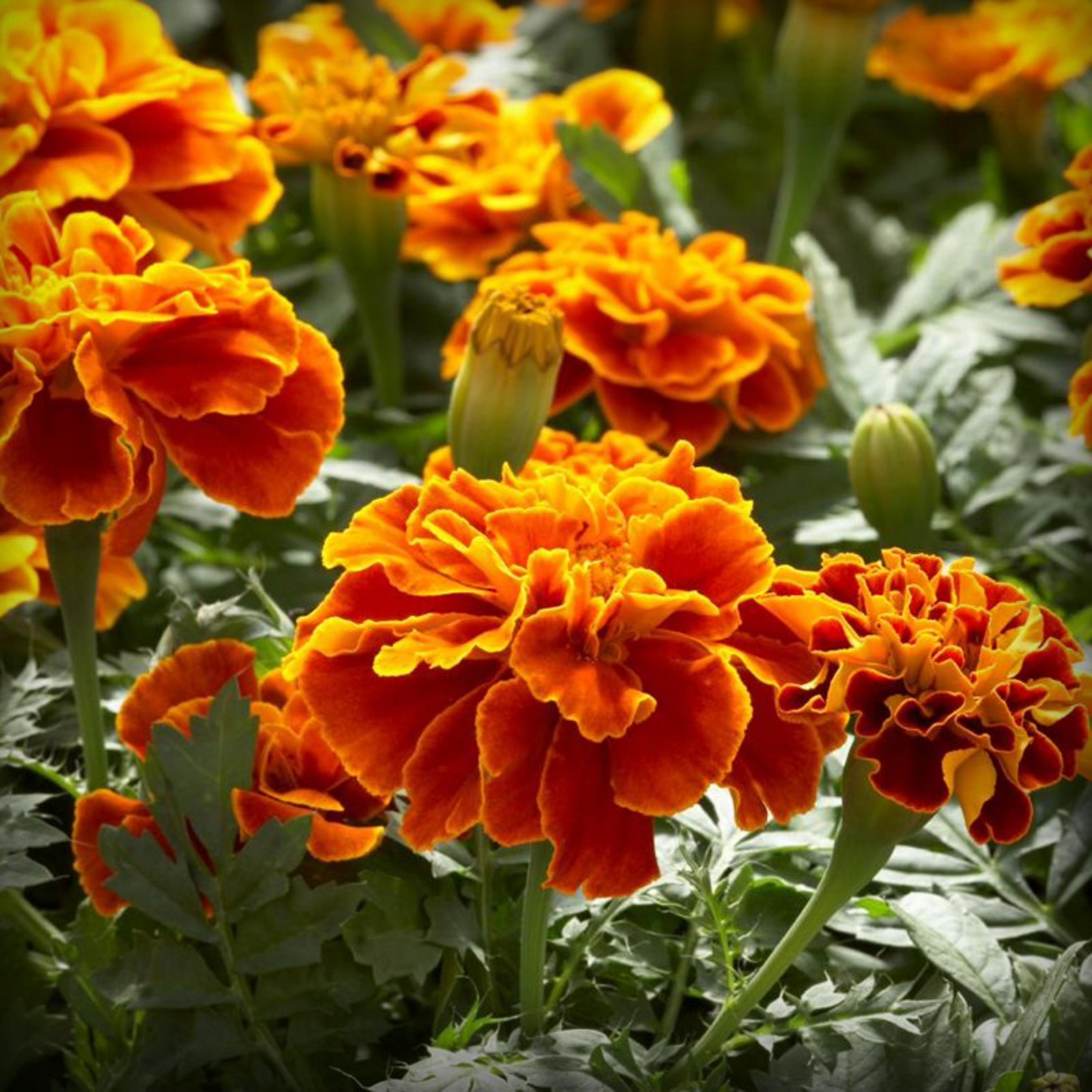 Marigold Scarlette Red Seeds - 50 Seeds