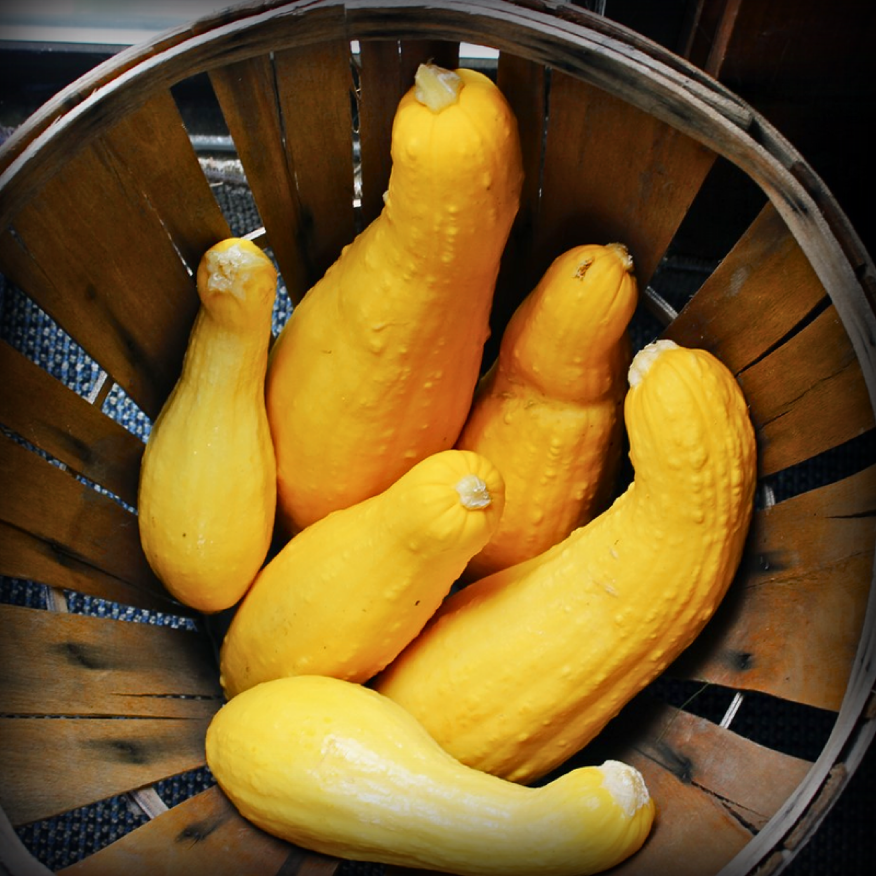 Hybrid Squash Seed 10 Seeds