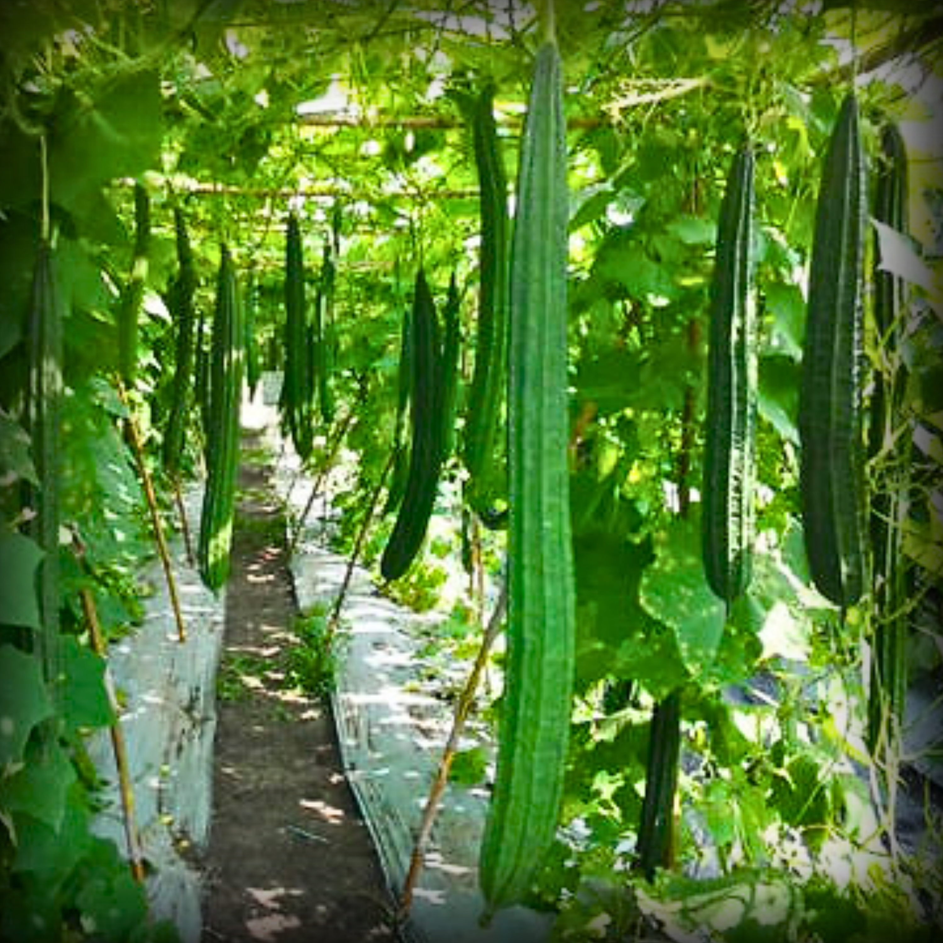 Hybrid Ridge Gourd Seeds - 10 Seeds