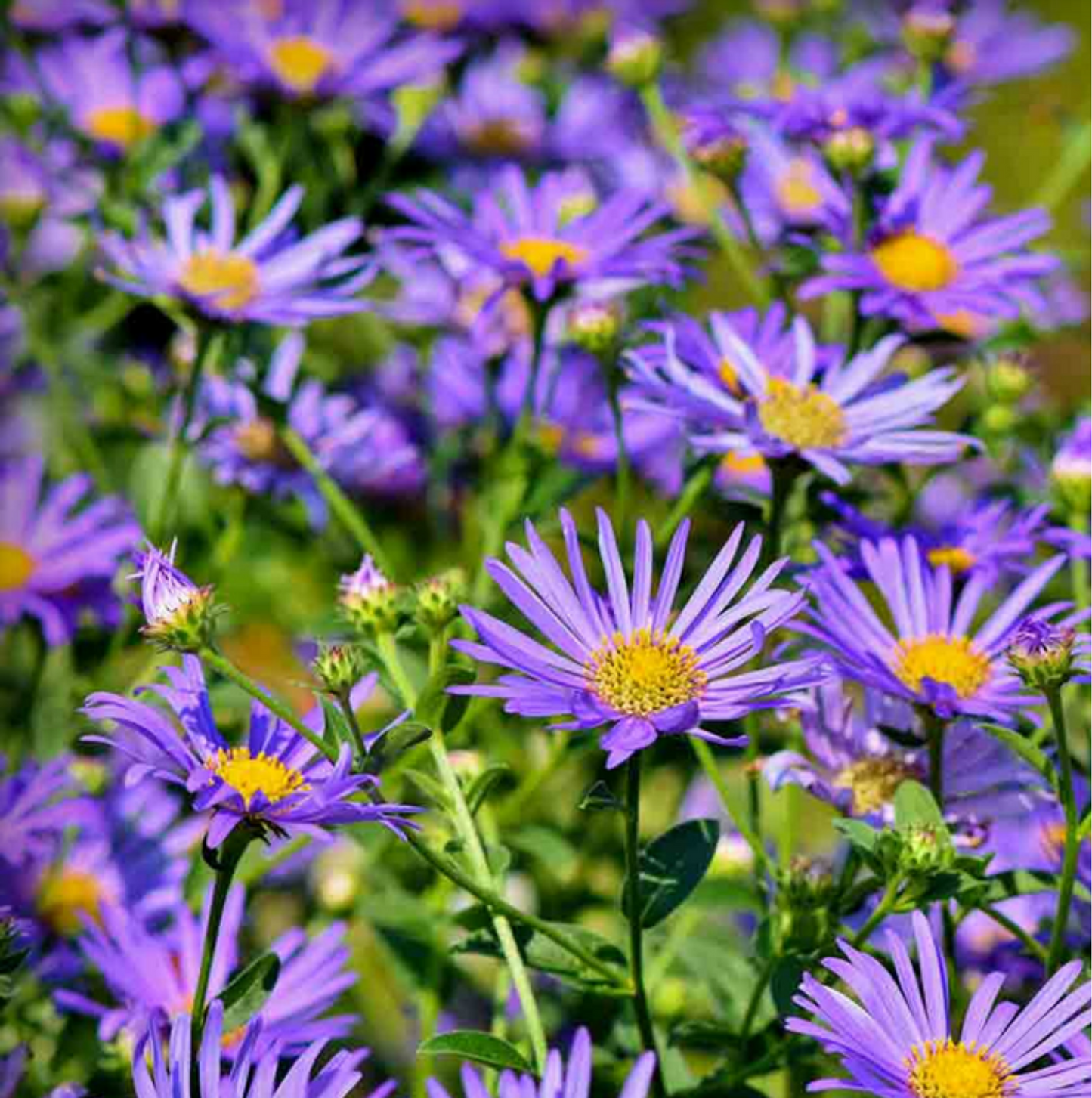 Aster Flower Seeds - 50 Seeds