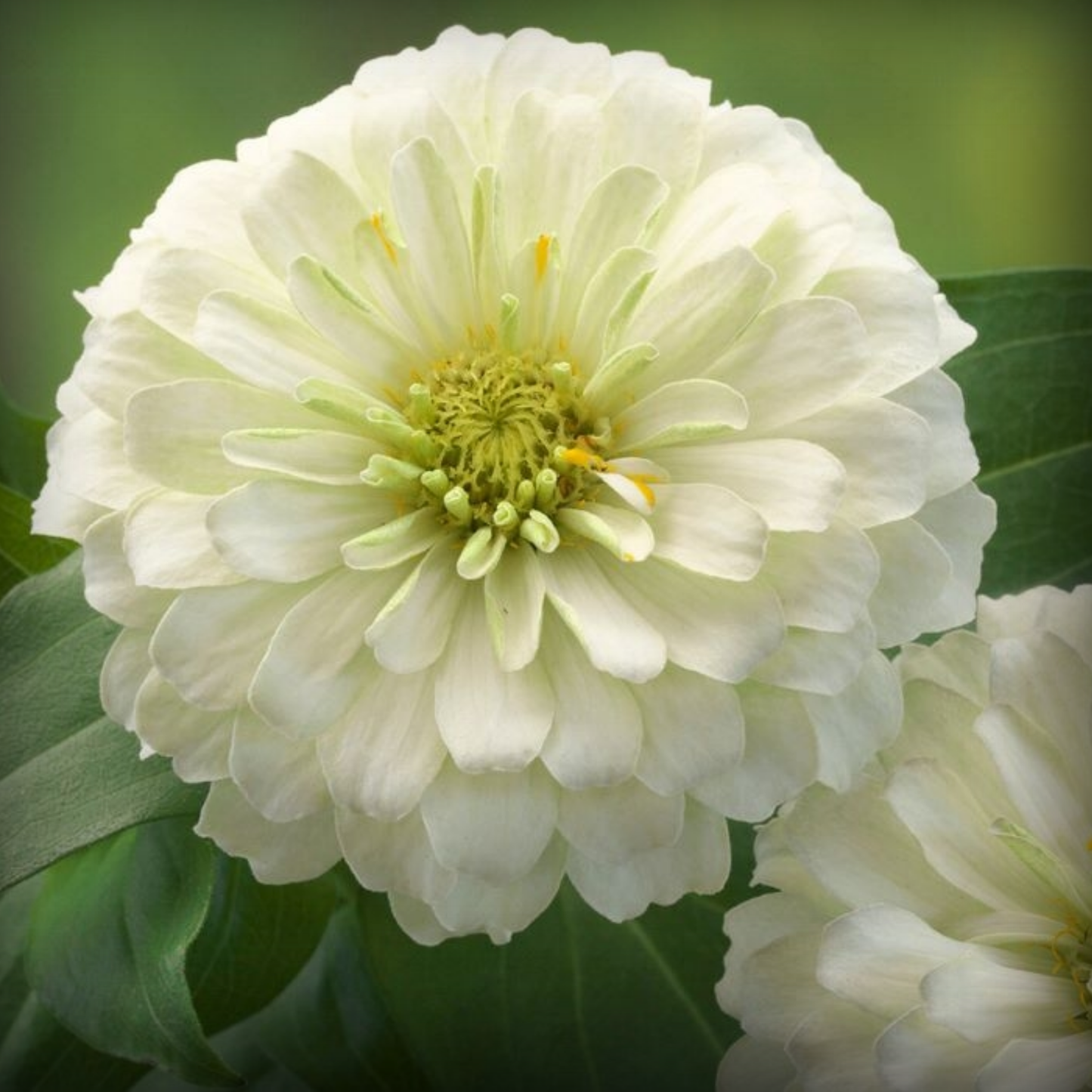 Zinnia Polar Bear – 50 Seeds