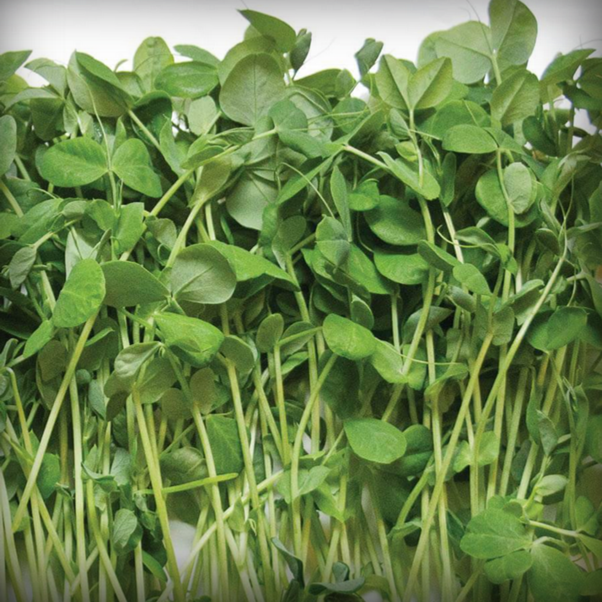 Fenugreek Microgreen Seeds – 50g