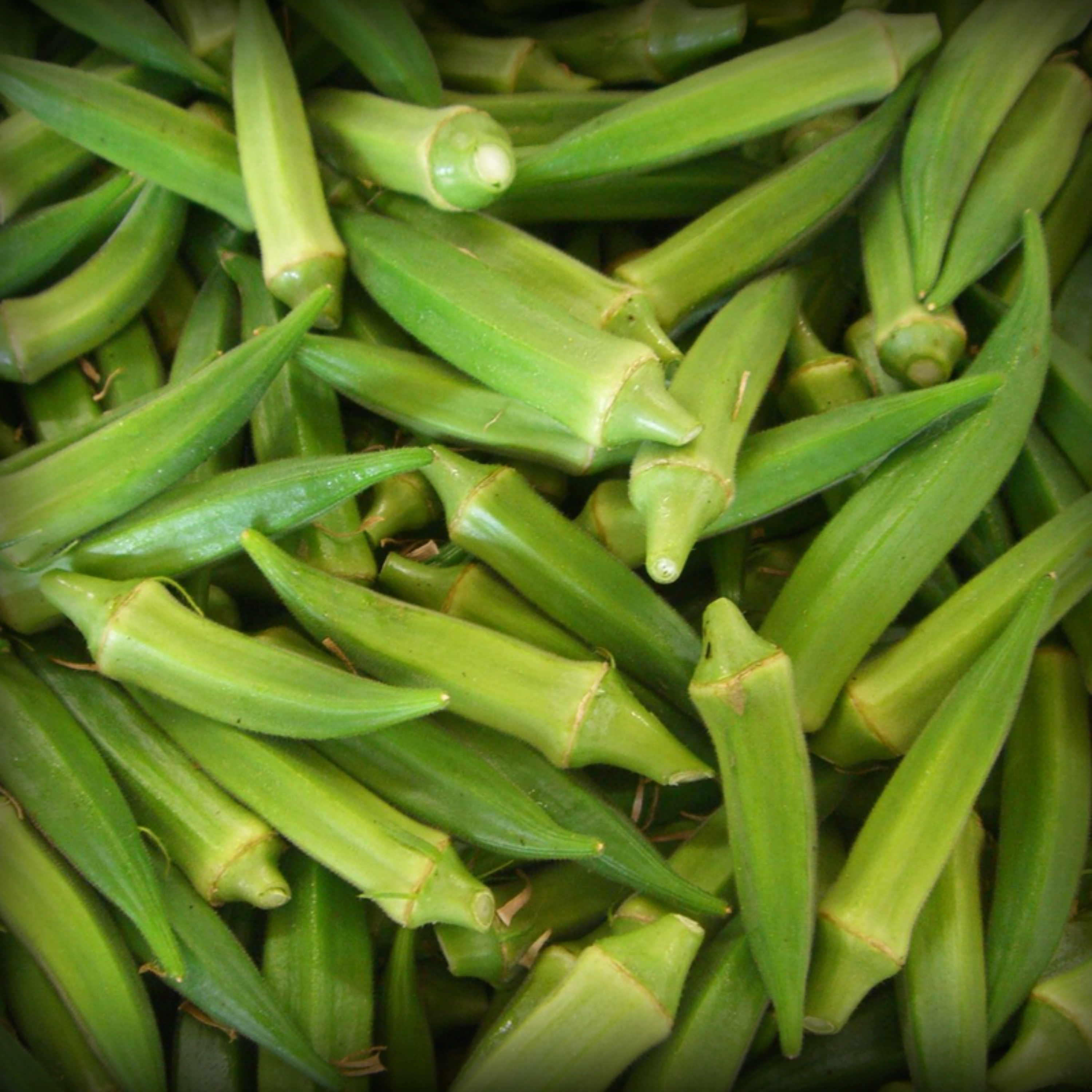 Lady Finger Seeds - 50 Seeds