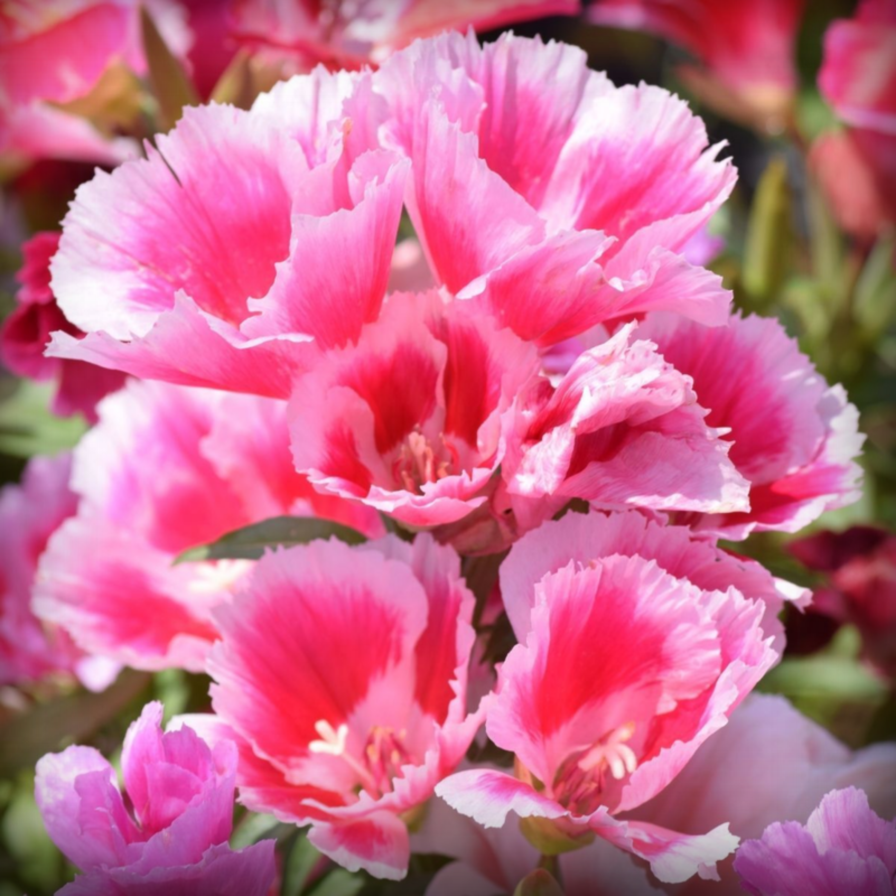 Clarkia Seed - 100 Seeds
