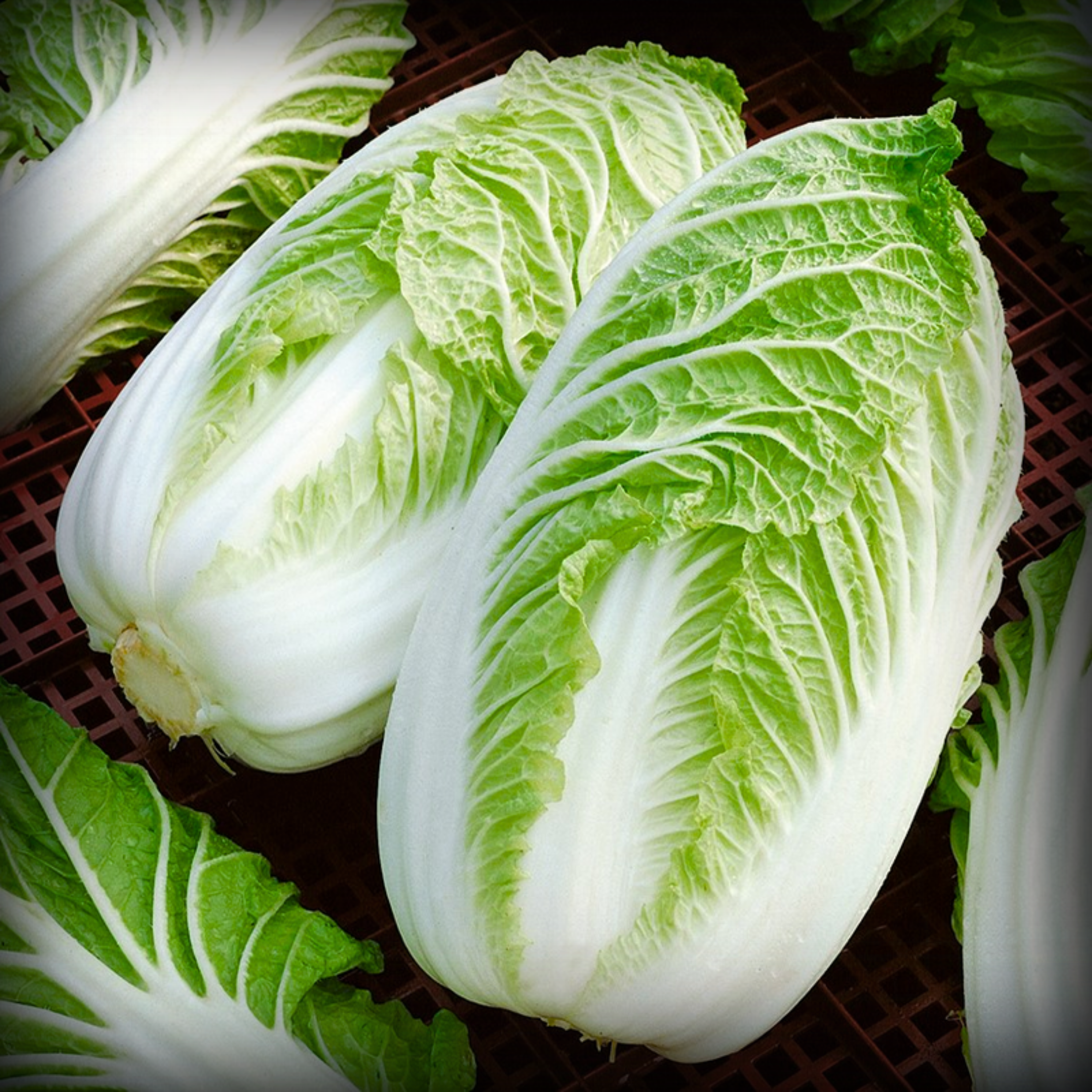 Hybrid Chinese Cabbage Seeds - 20 Seeds