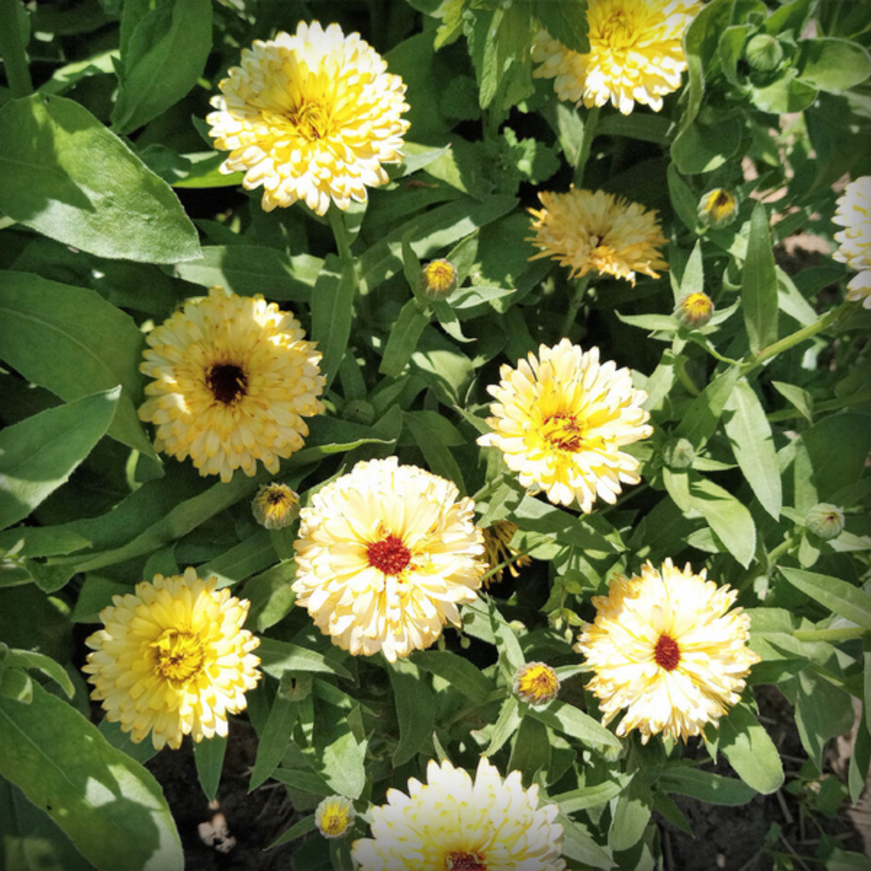 Calendula Creamy White Flower Seeds - 50 Seeds