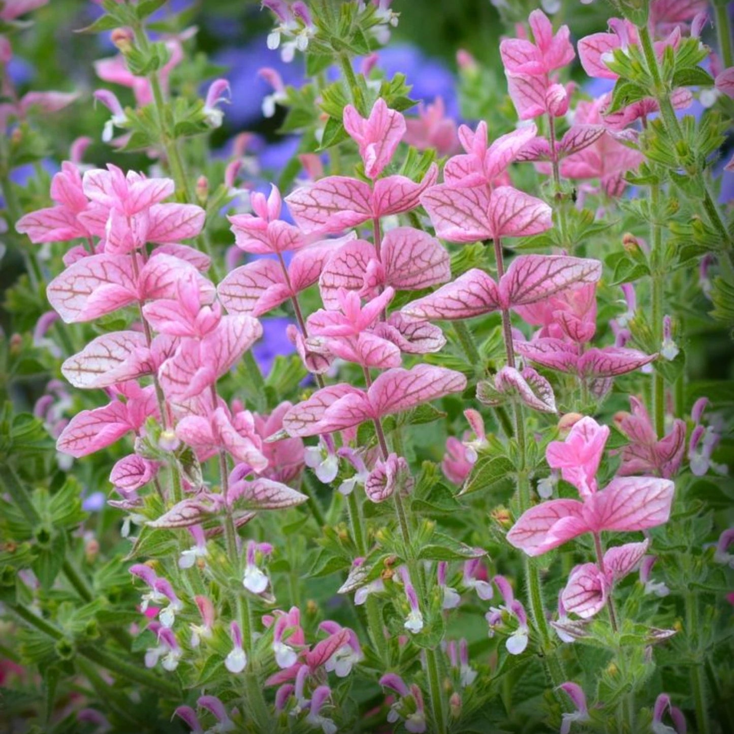 Salvia Pink Sundae Seeds – 50 Seeds