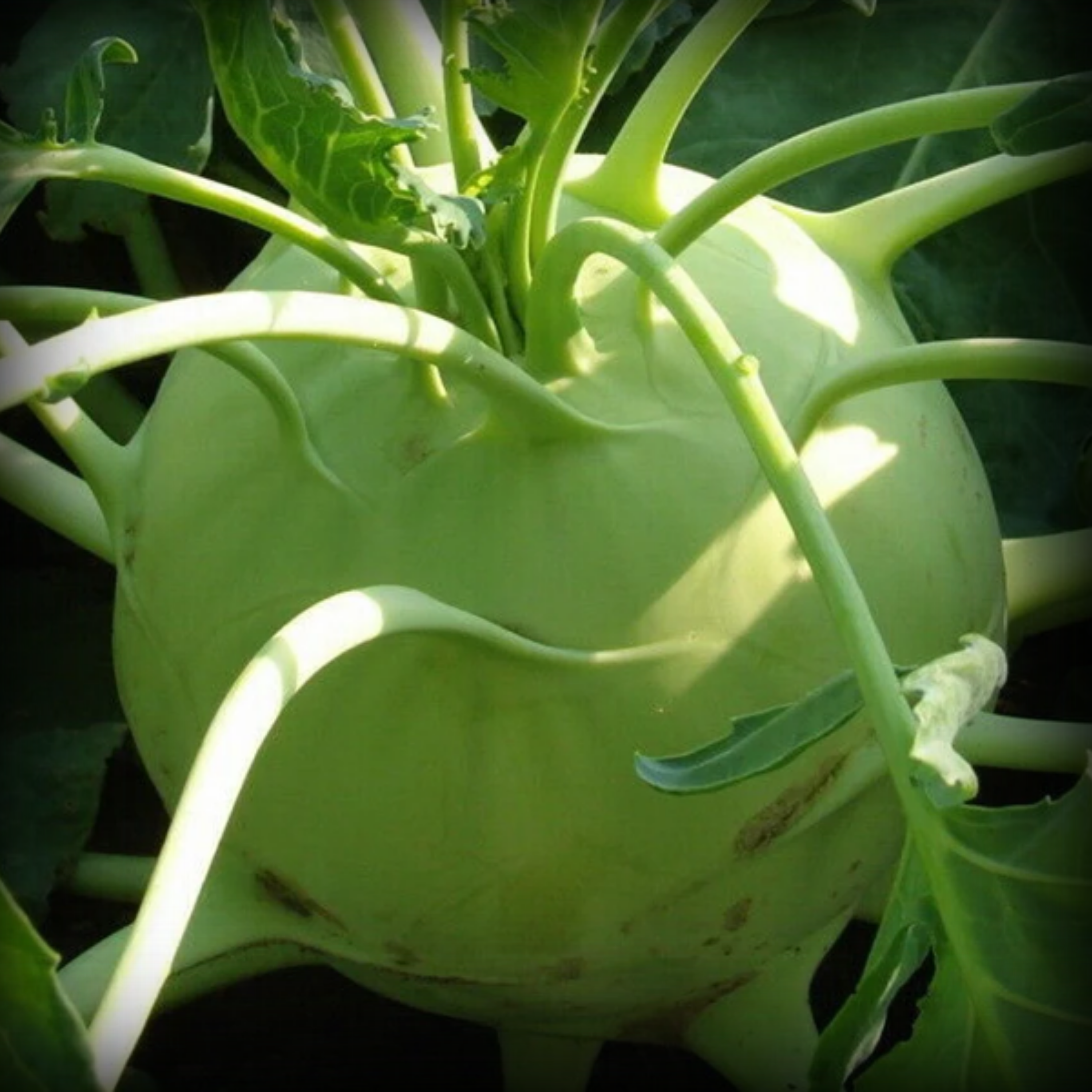 Hybrid Knol Khol Seeds - 25 Seeds