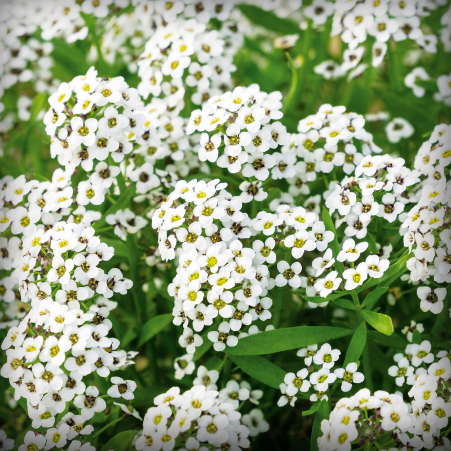 Allysum Seed - 50 Seeds
