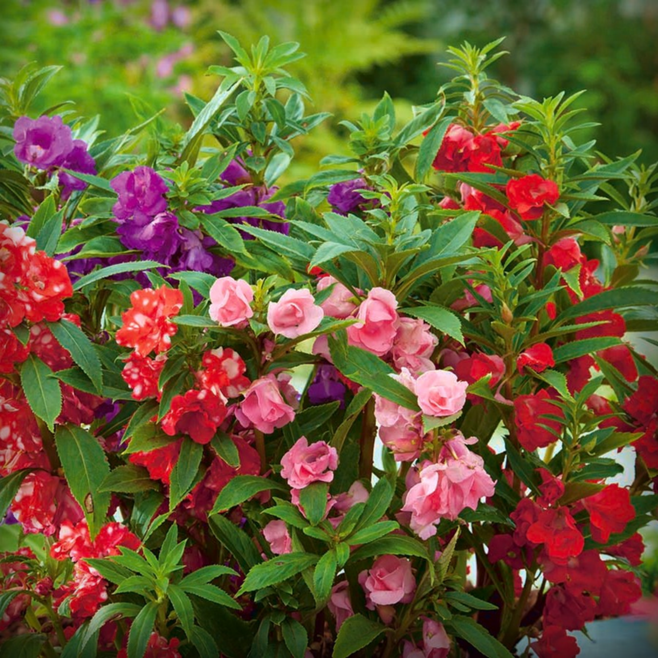 Balsam Flower Seeds - 50 Seeds