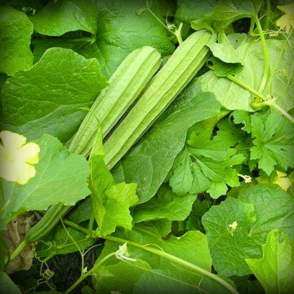 Seeds Ridges Ridge Gourd Seeds - 20 Seeds – ONLY FOR ORGANIC