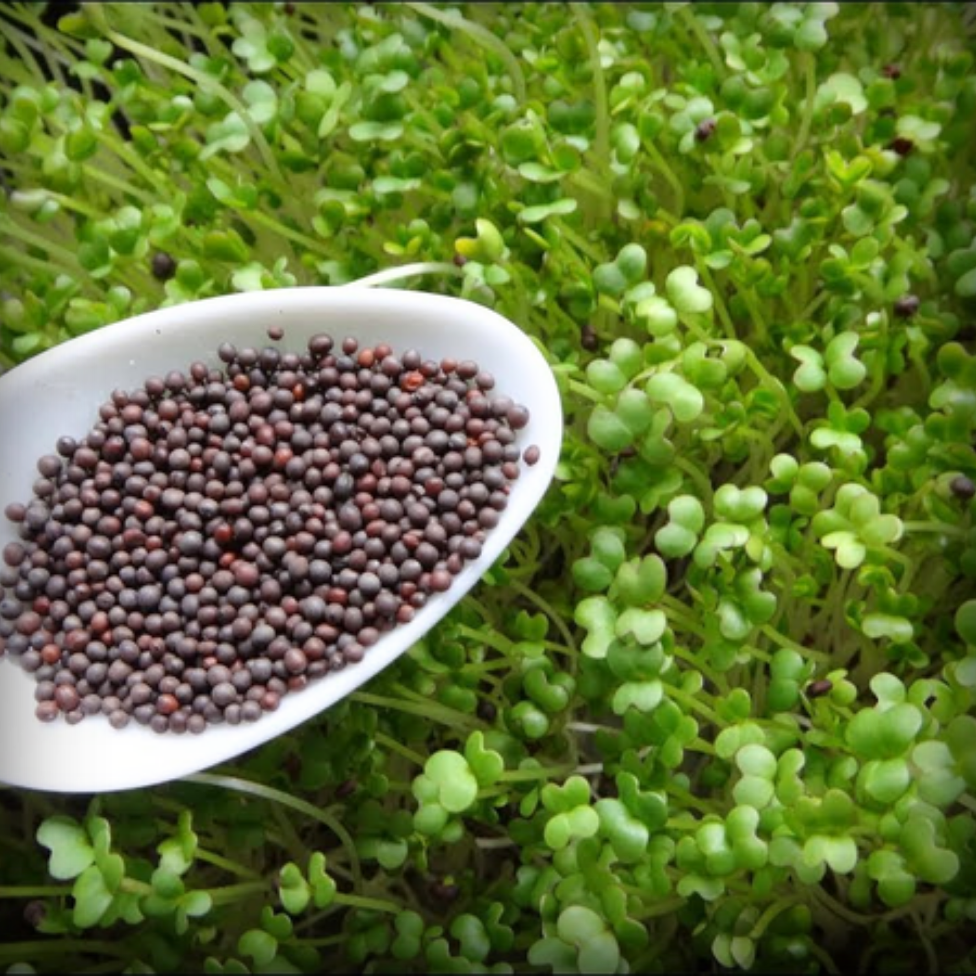 Mustard Microgreen Seeds – 50g