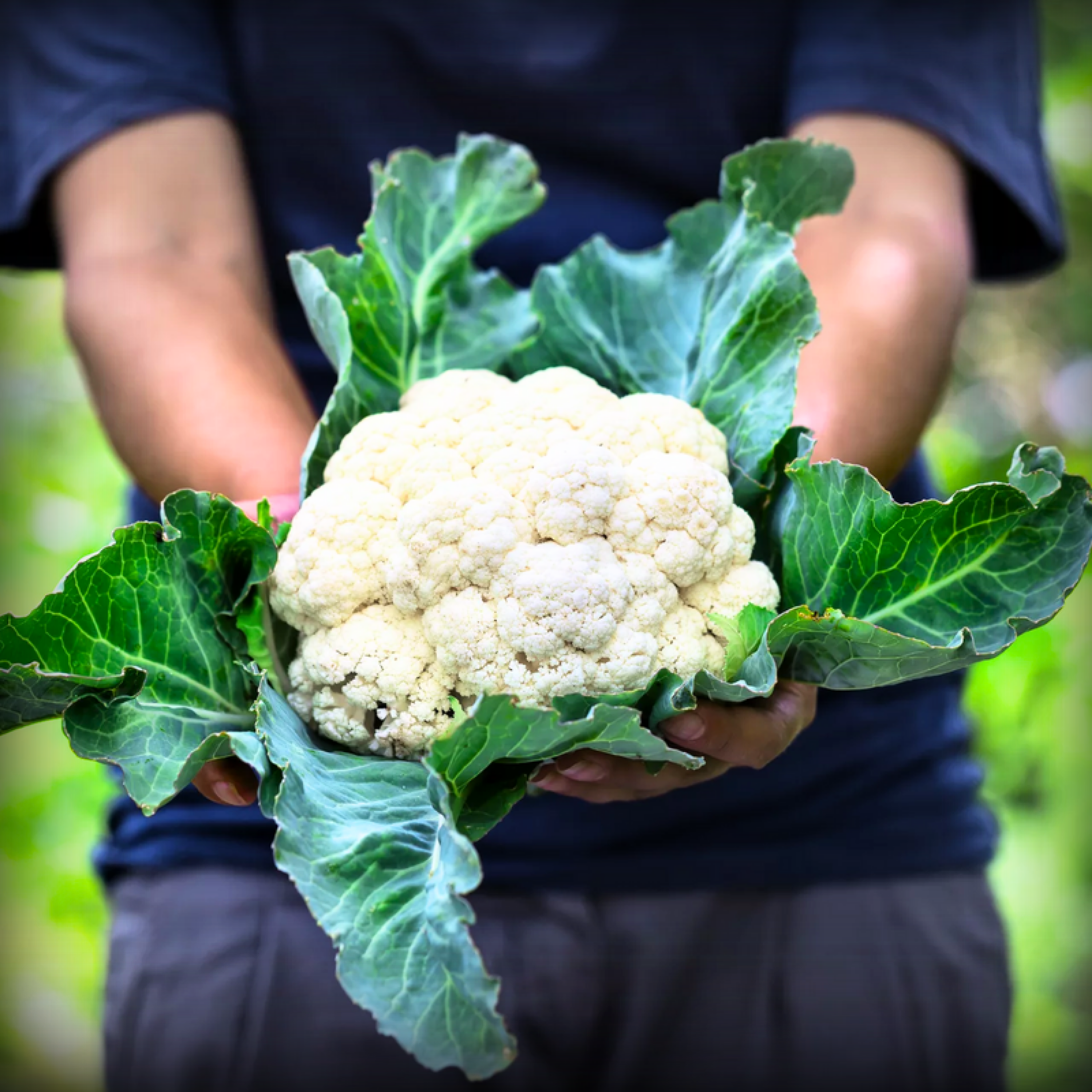 Cauliflower Seeds - 50 Seeds