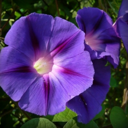 Ipomoea Seeds - 20 Seeds
