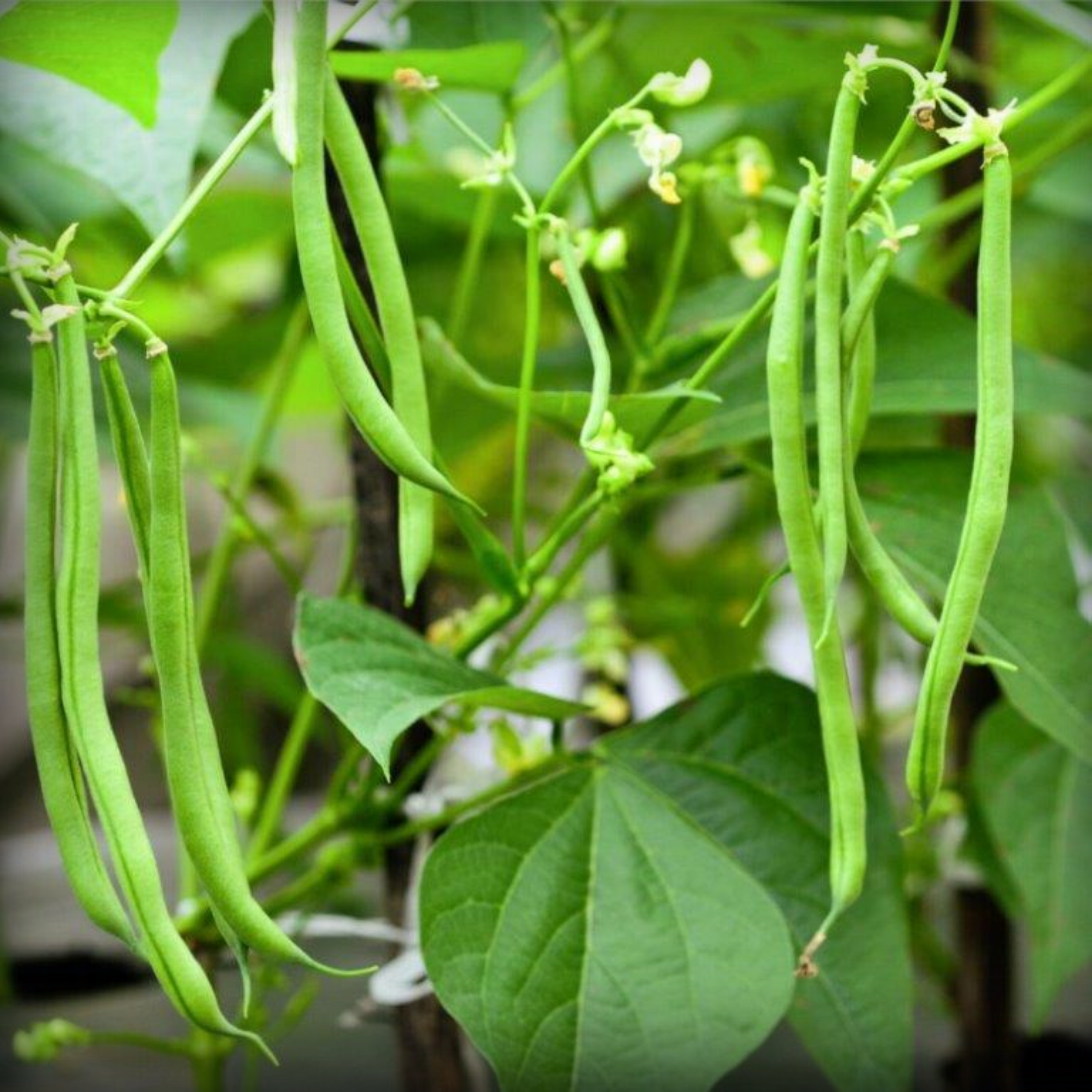French Beans Seeds - 20 Seeds