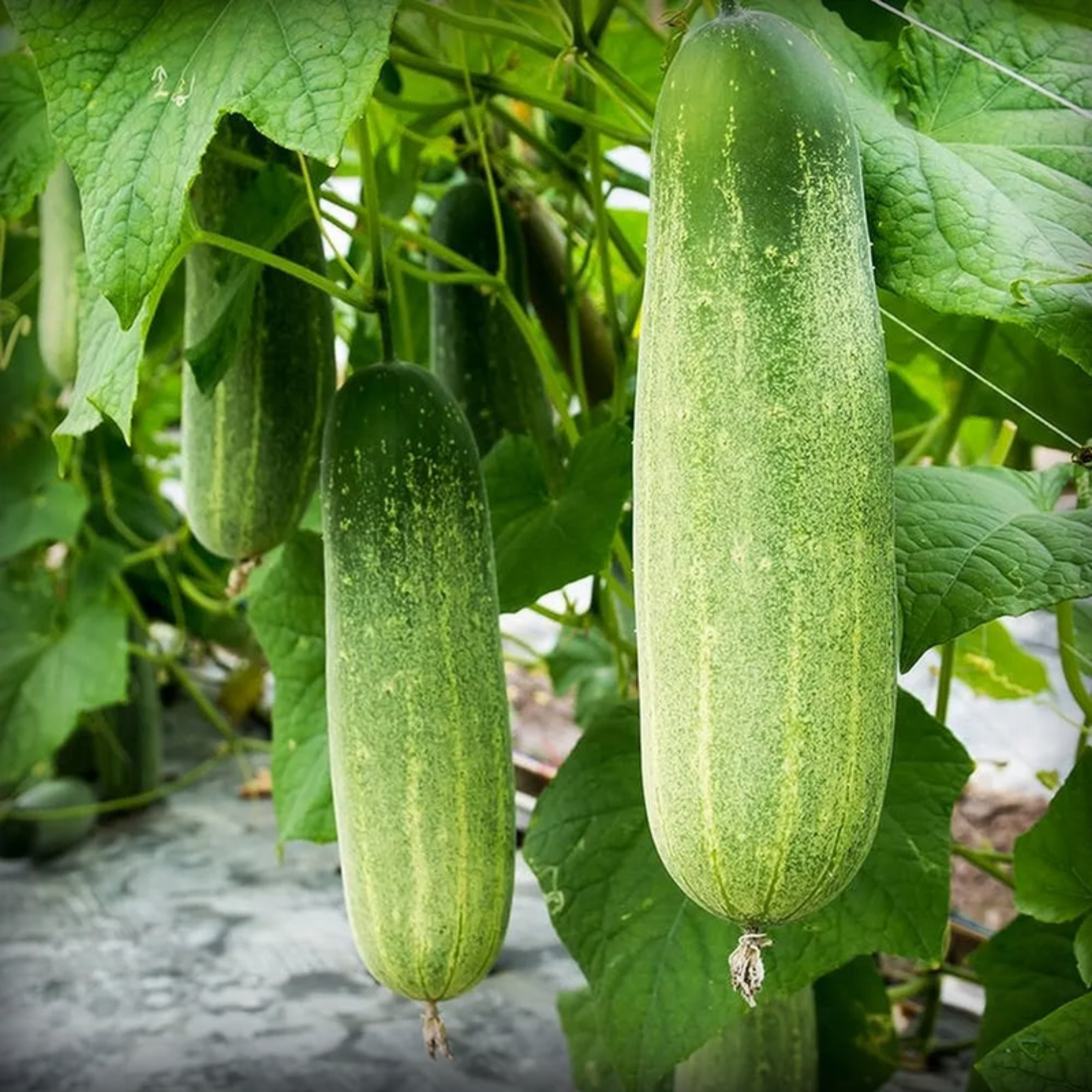 Cucumber Seeds - 20 Seeds