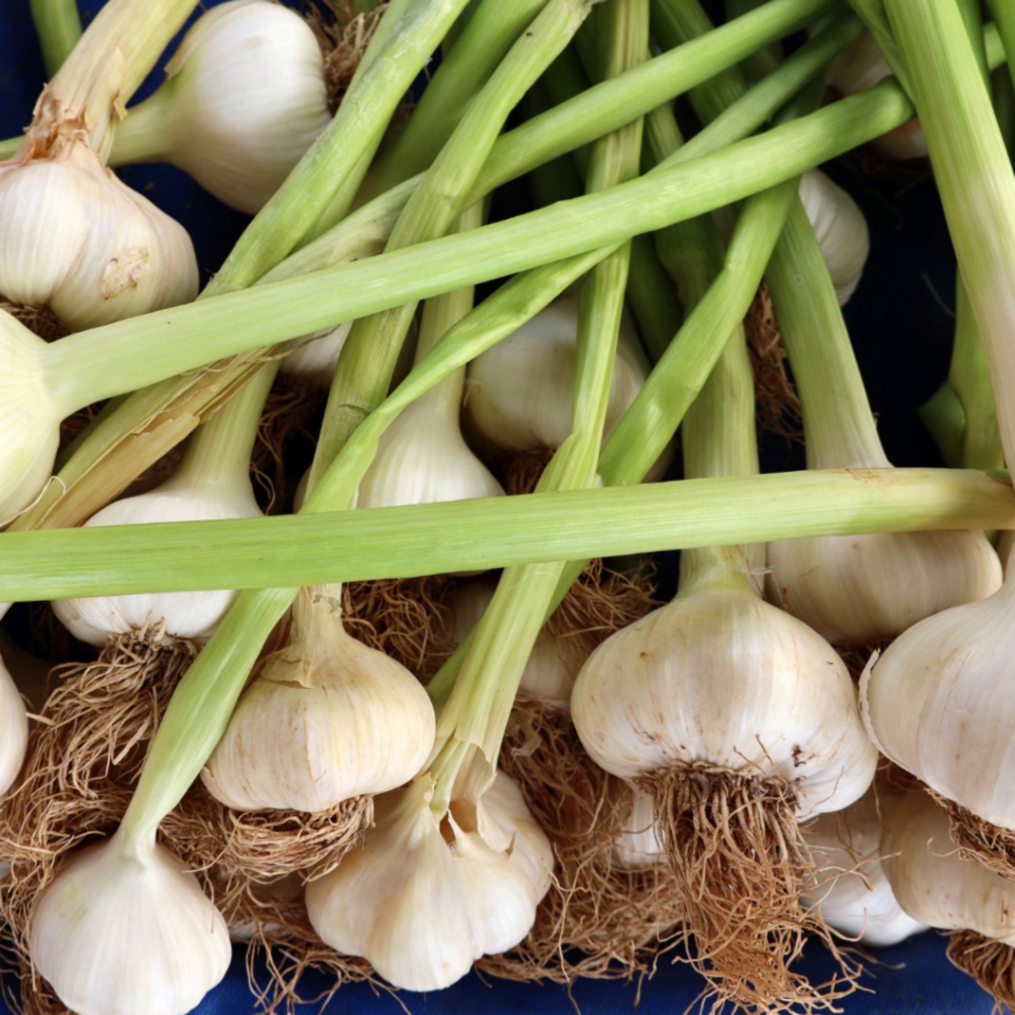 Garlic Bulbs For Planting & Growing