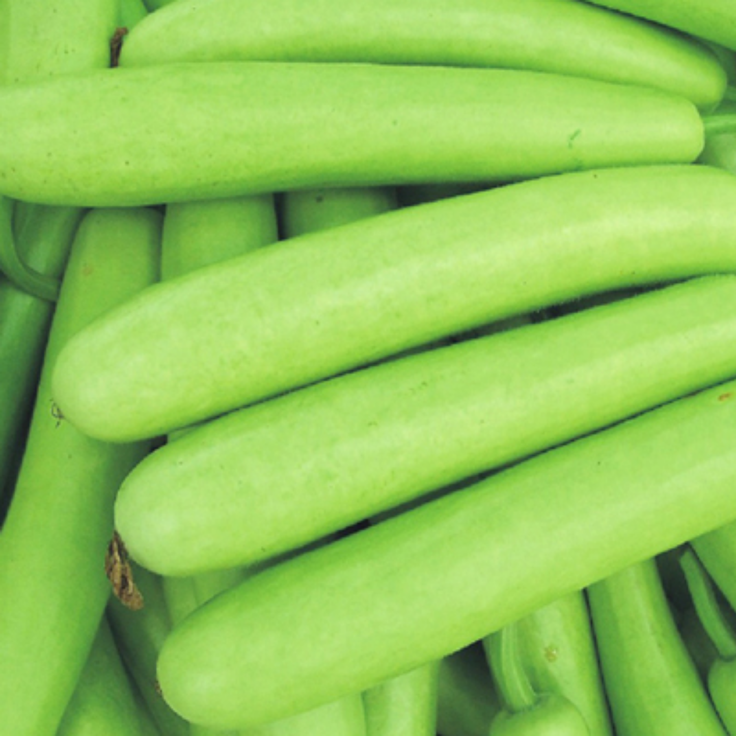 Bottle Gourd Long Seeds - 20 Seeds
