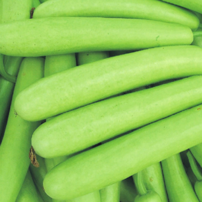 Bottle Gourd Long Seeds - 20 Seeds