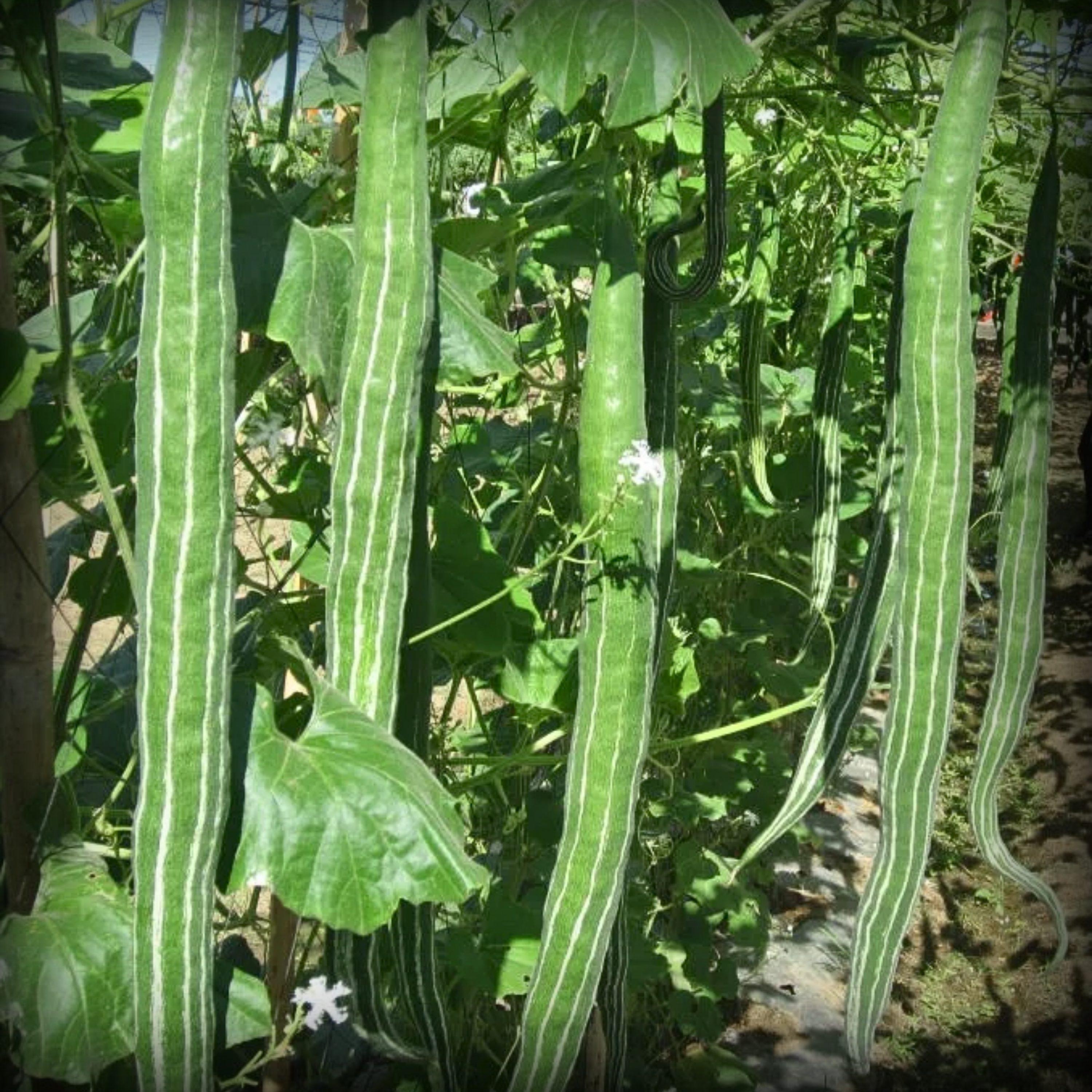 Hybrid Snake Gourd Seeds - 10 Seeds