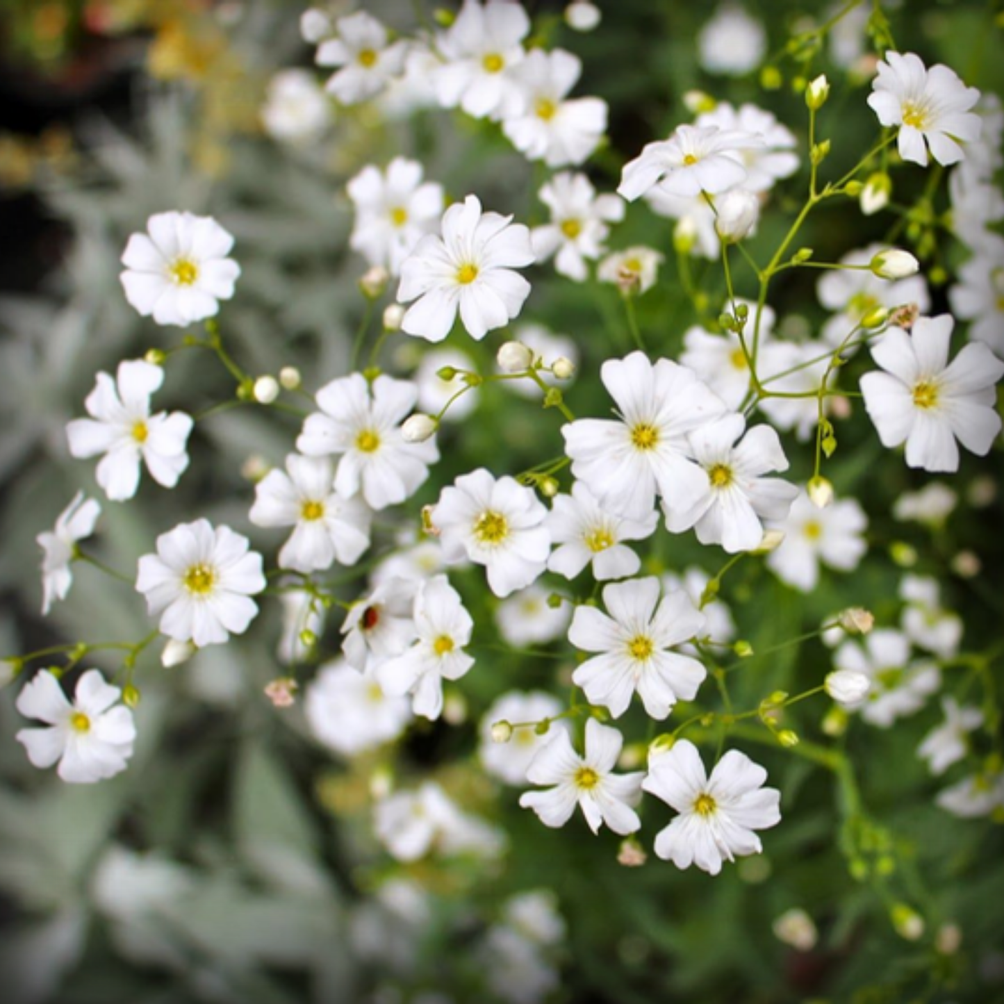 Gypsophila White Seed - 50 Seeds