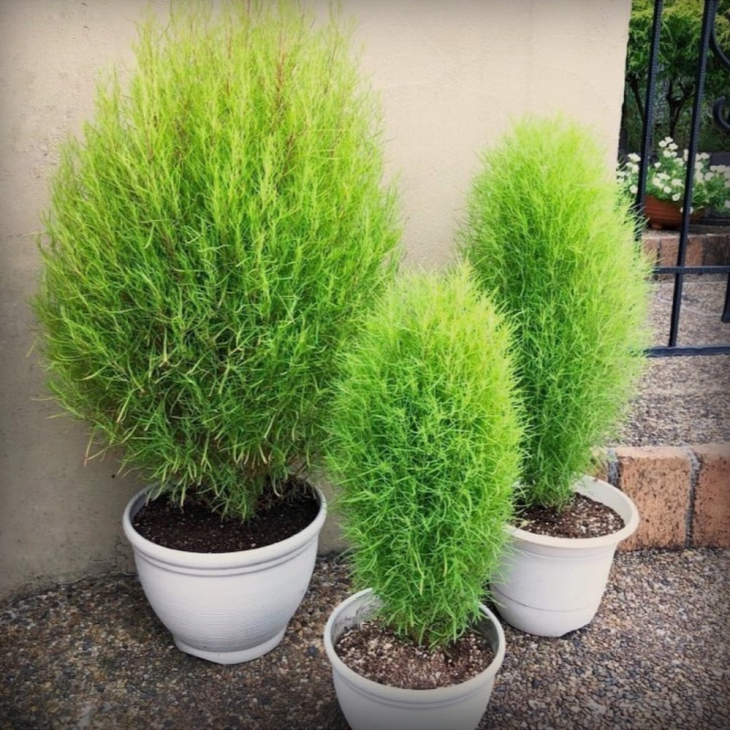 Kochia Seeds - 50 Seeds