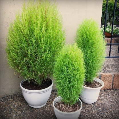 Kochia Seeds - 50 Seeds