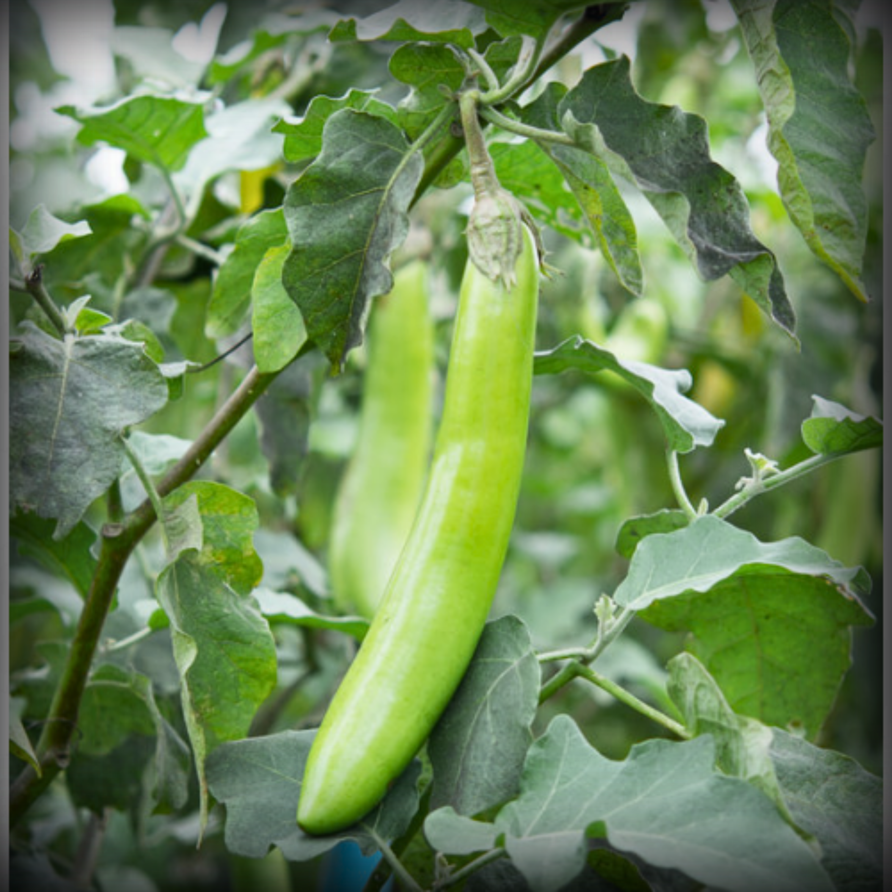 Hybrid Brinjal Green Long Seeds - 25 Seeds