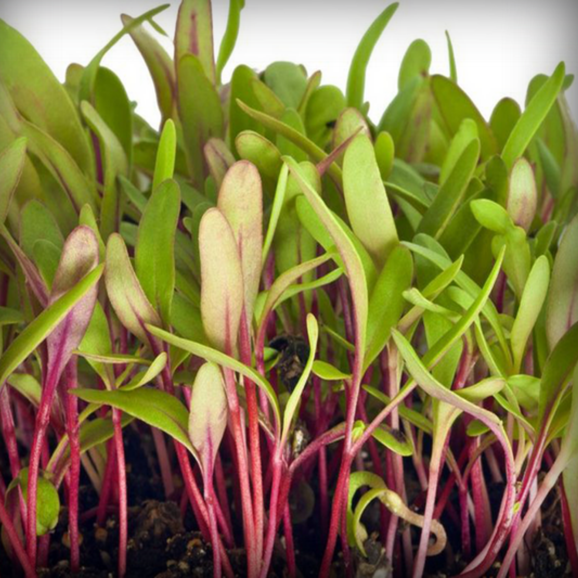 Beetroot Microgreen Seeds – 50g