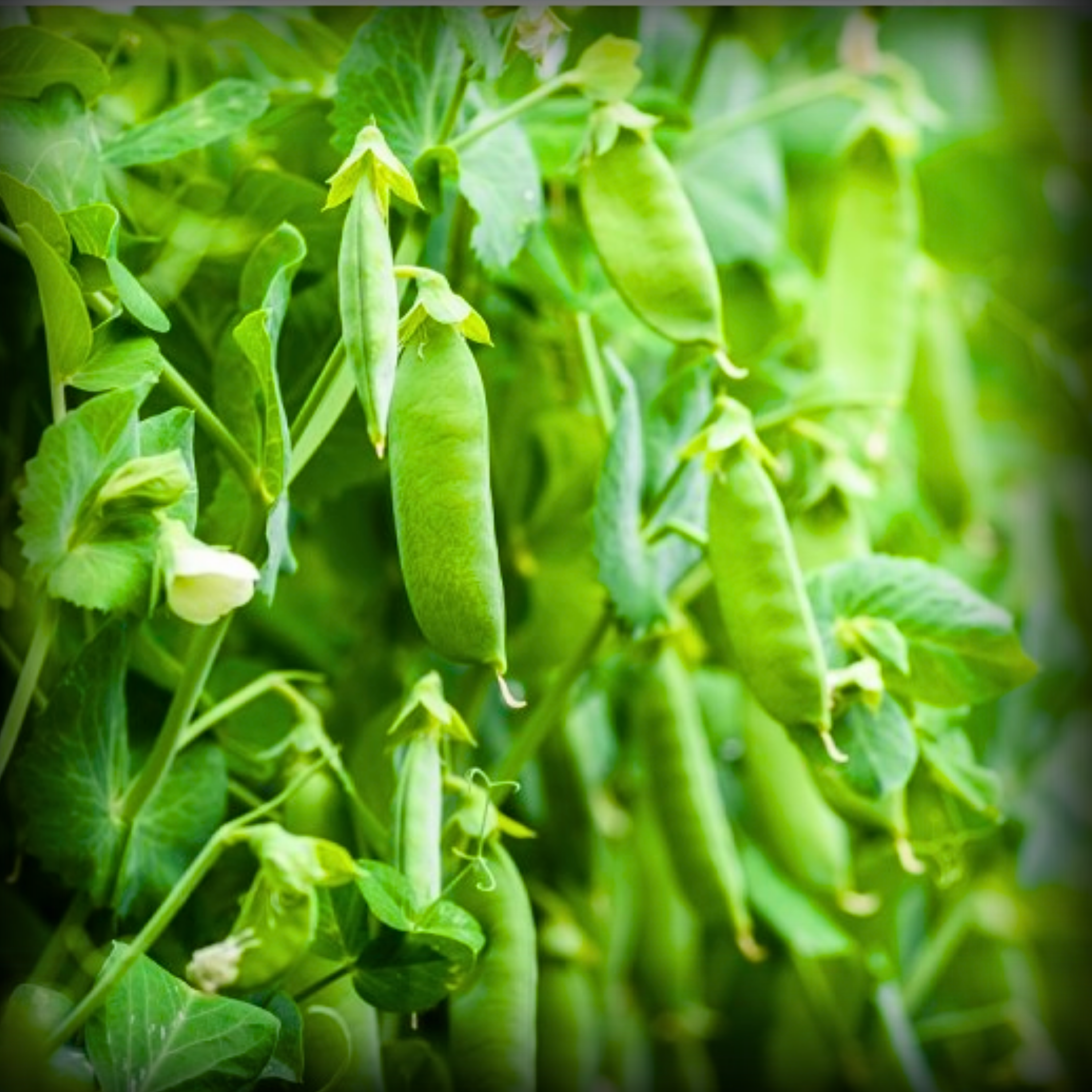 Hybrid Peas Seeds - 25 Seeds