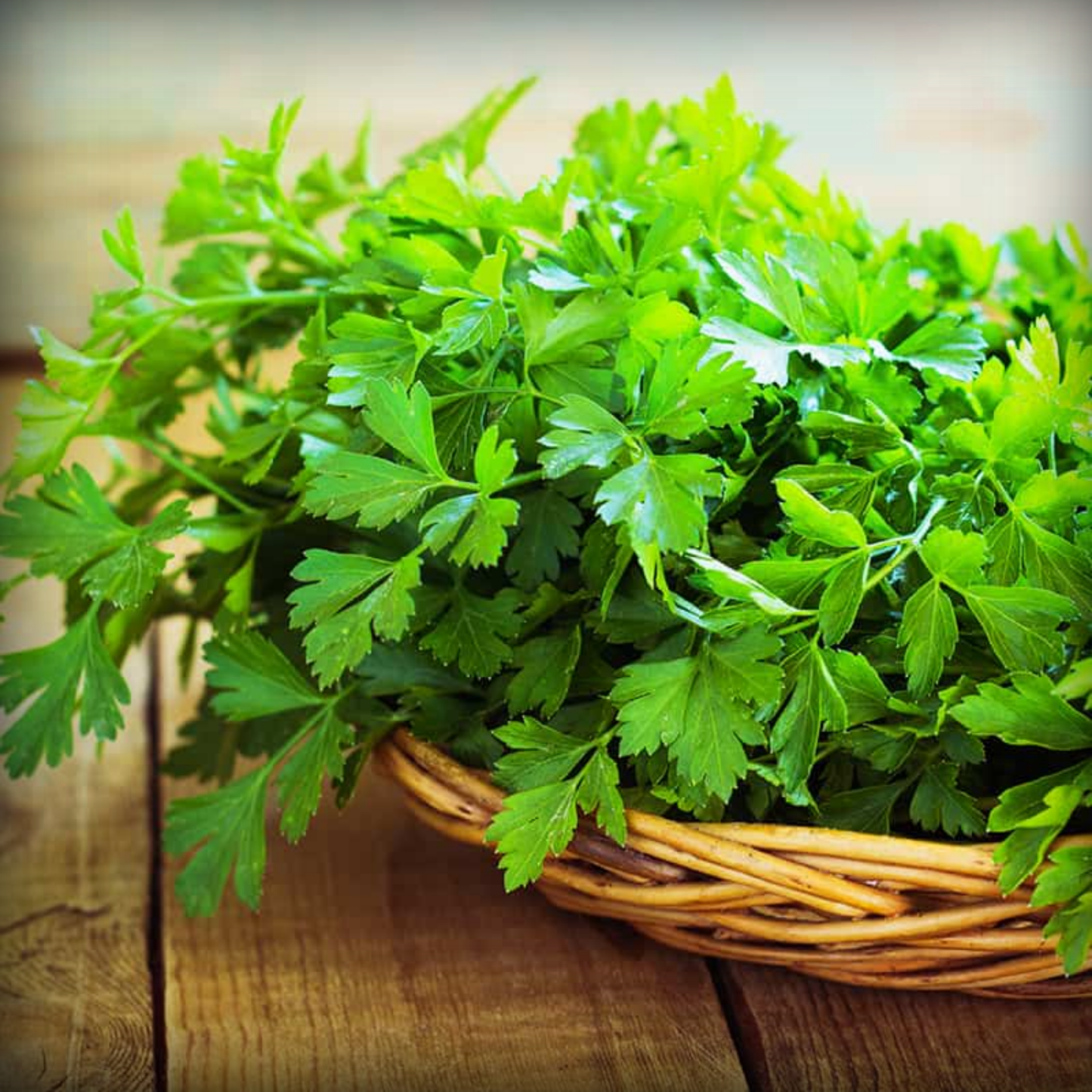 Coriander Seeds - 500 Seeds