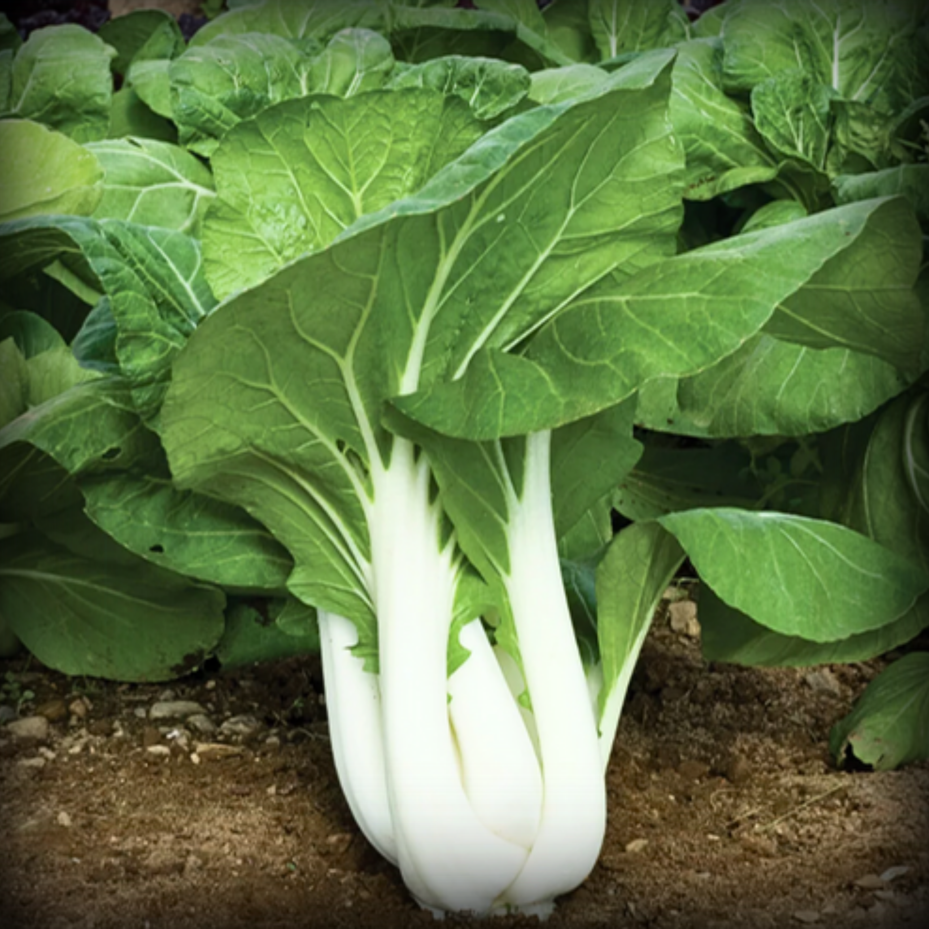 Hybrid Pak Choi Seeds - 20 Seeds