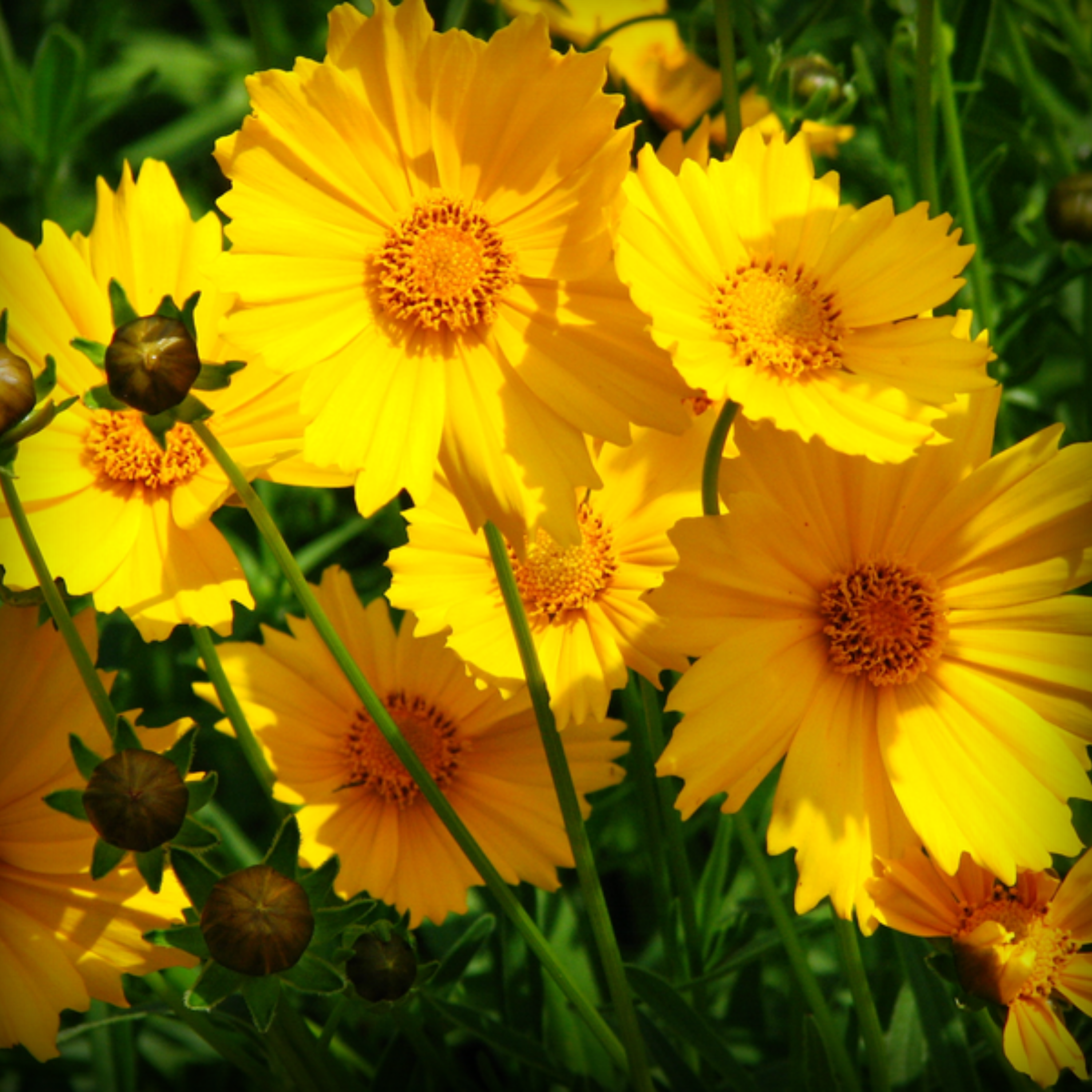 Coreopsis Seeds - 50 Seeds