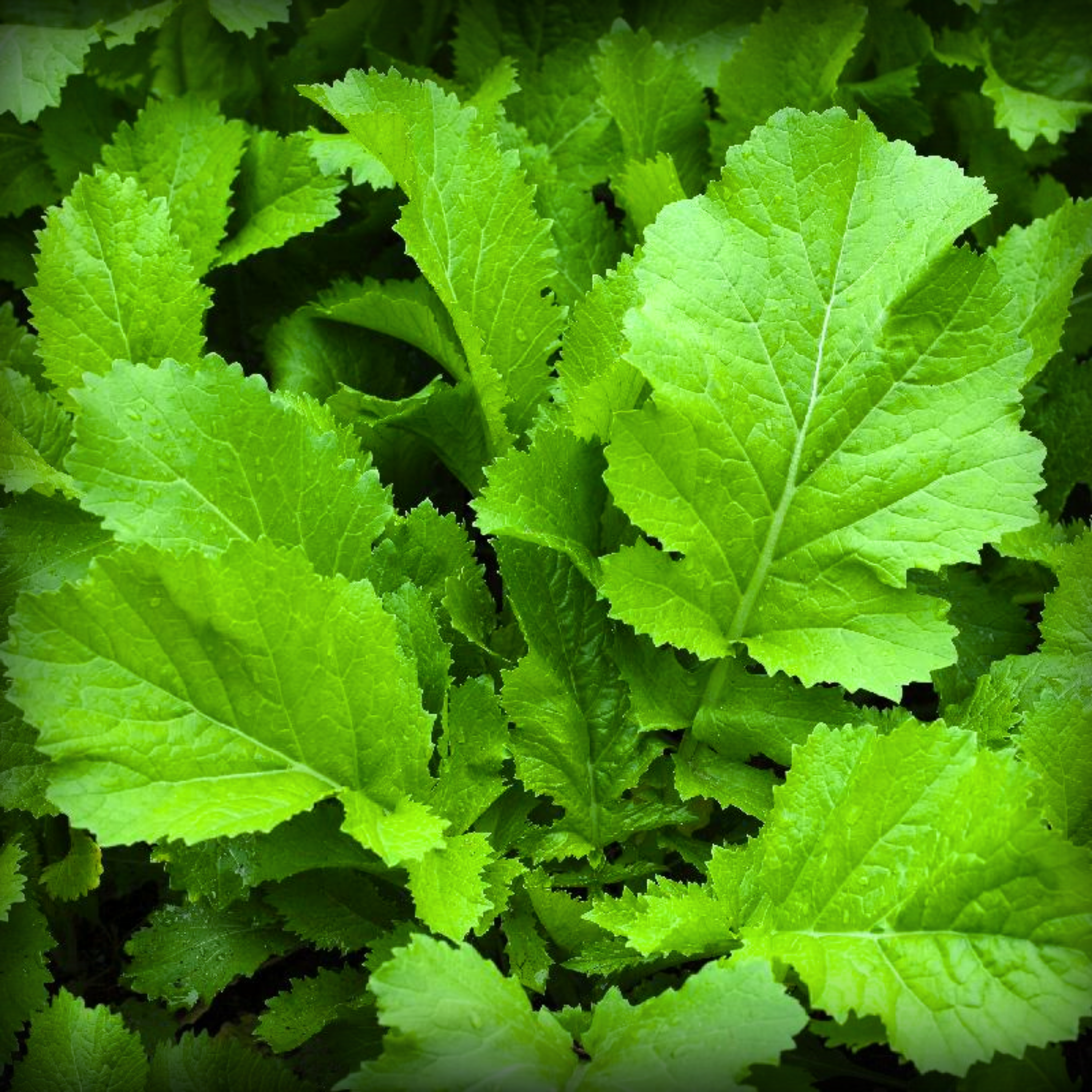 Mustard Vegetable Seeds - 500 Seeds