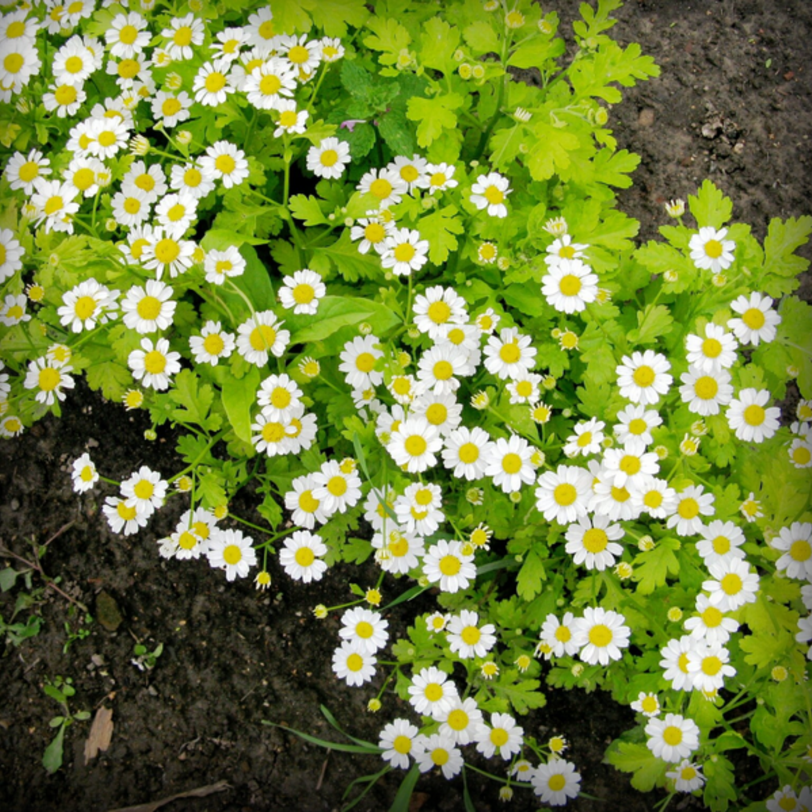 Chrysanthemum Paludosum Seeds - 50 Seeds