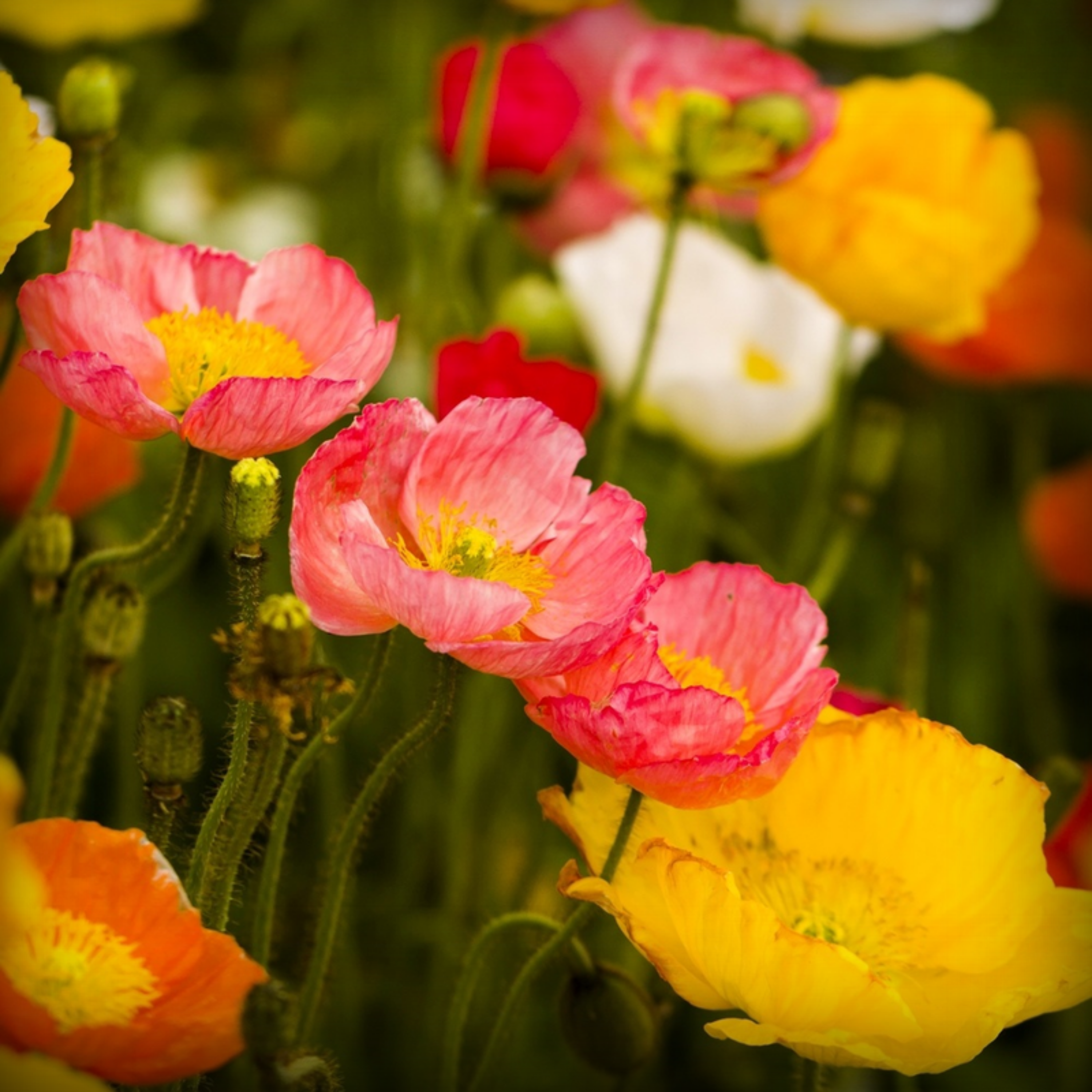Iceland Poppy Flower Seeds - 50 Seeds