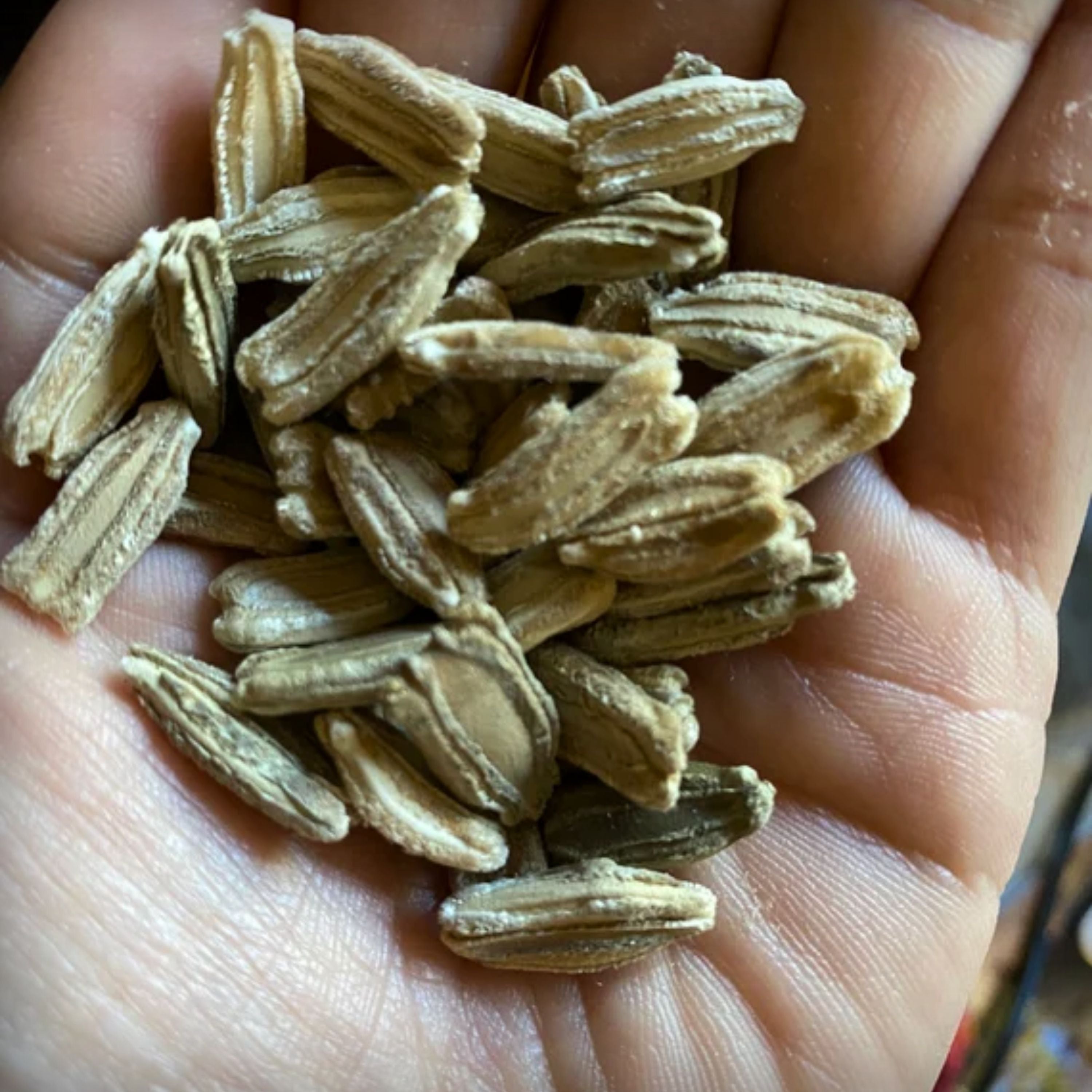 Hybrid Bottle Gourd Long Seeds - 10 Seeds