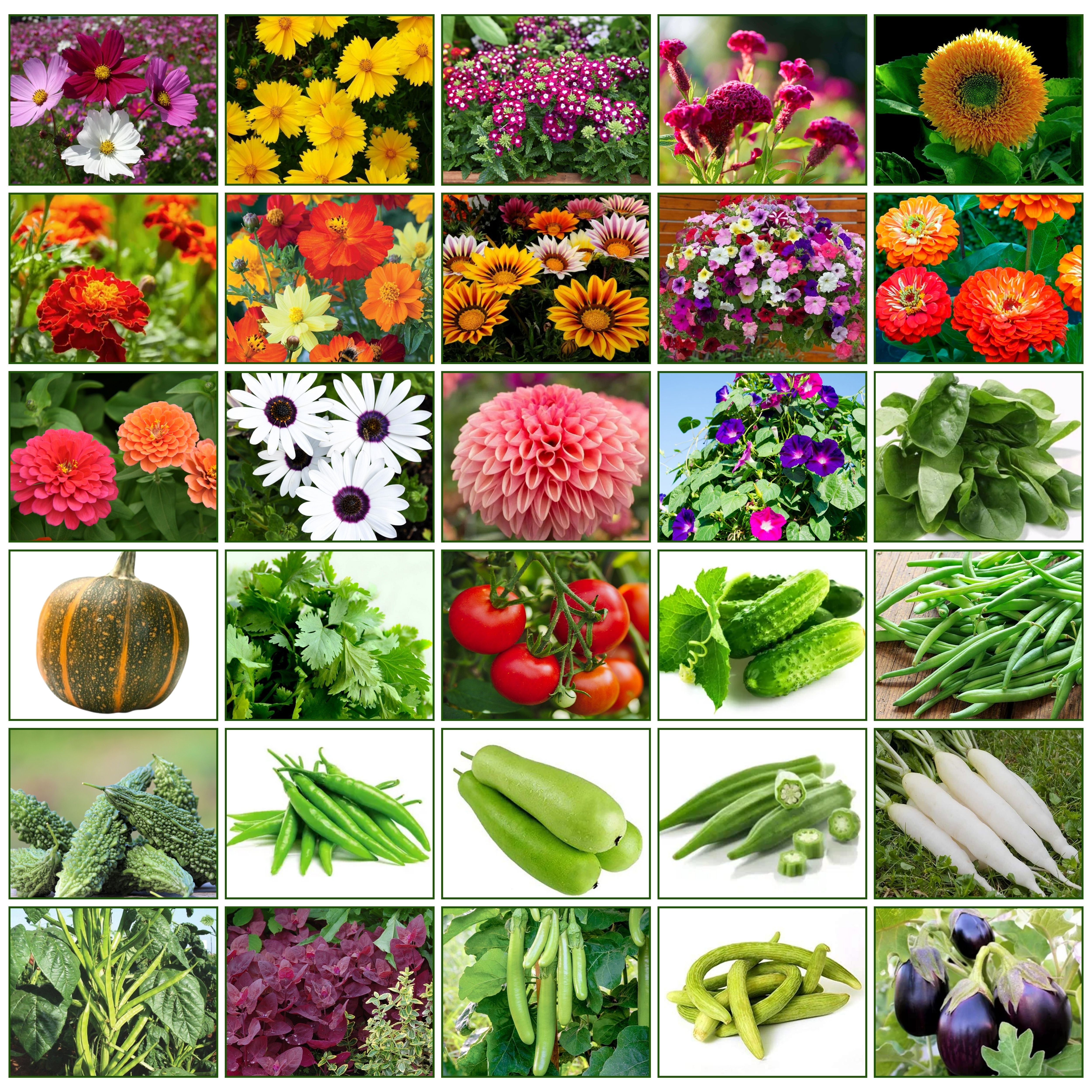 Mix Combo Pack of Vegetable & Flower Seeds | Perfect for Your Home Garden