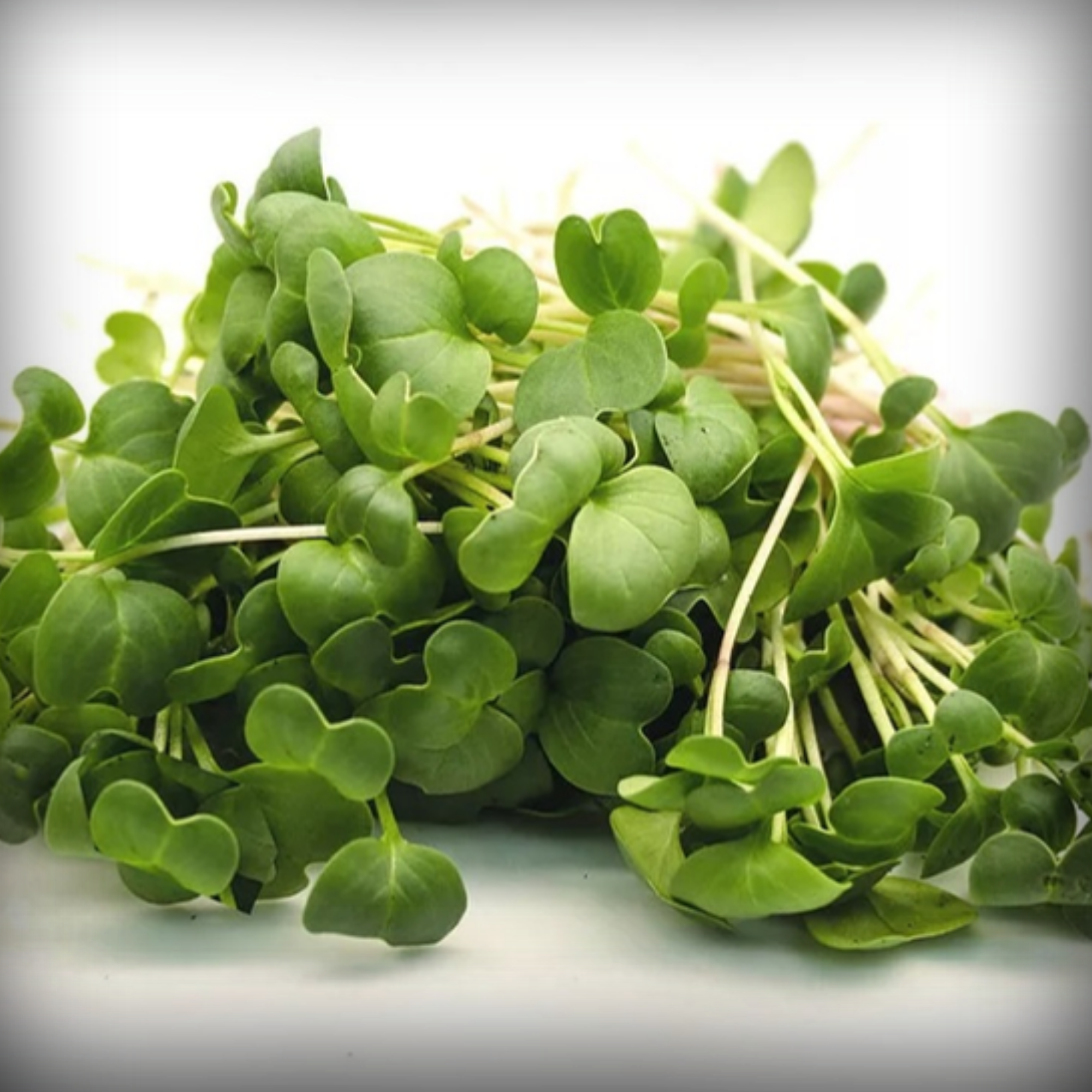 Cabbage Green Microgreen Seeds – 50g
