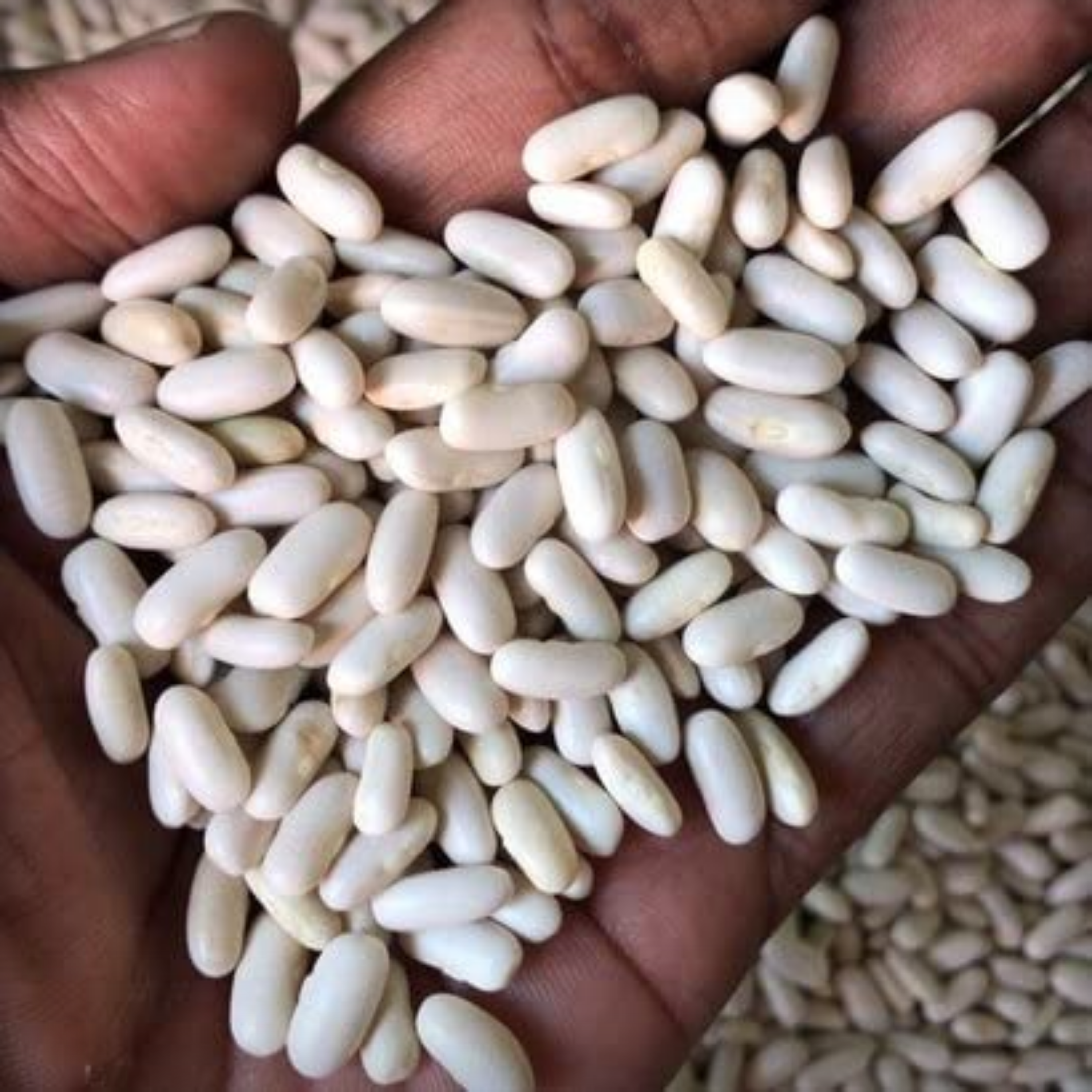 French Beans Seeds - 20 Seeds