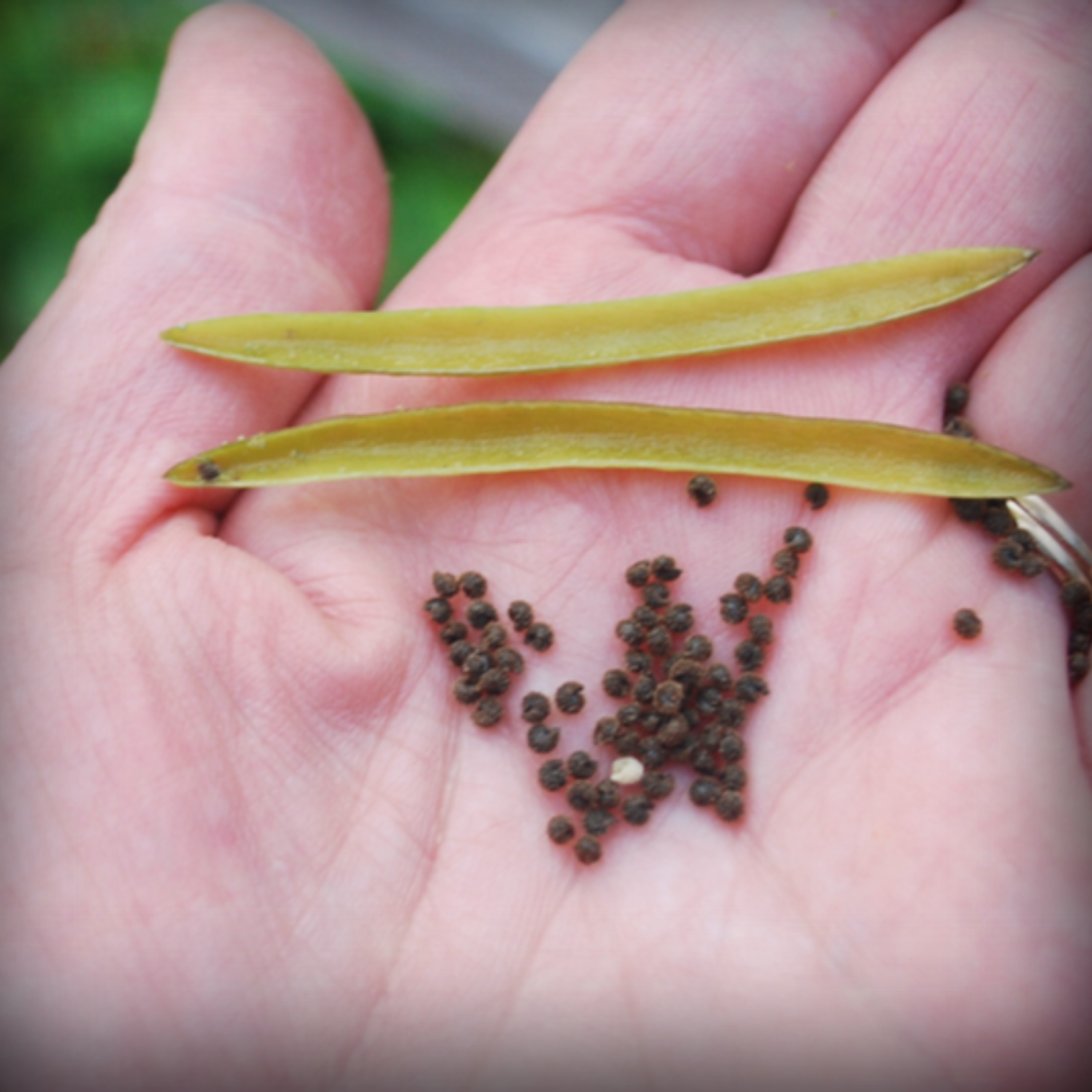 Cleome Violet Queen - 50 Seeds